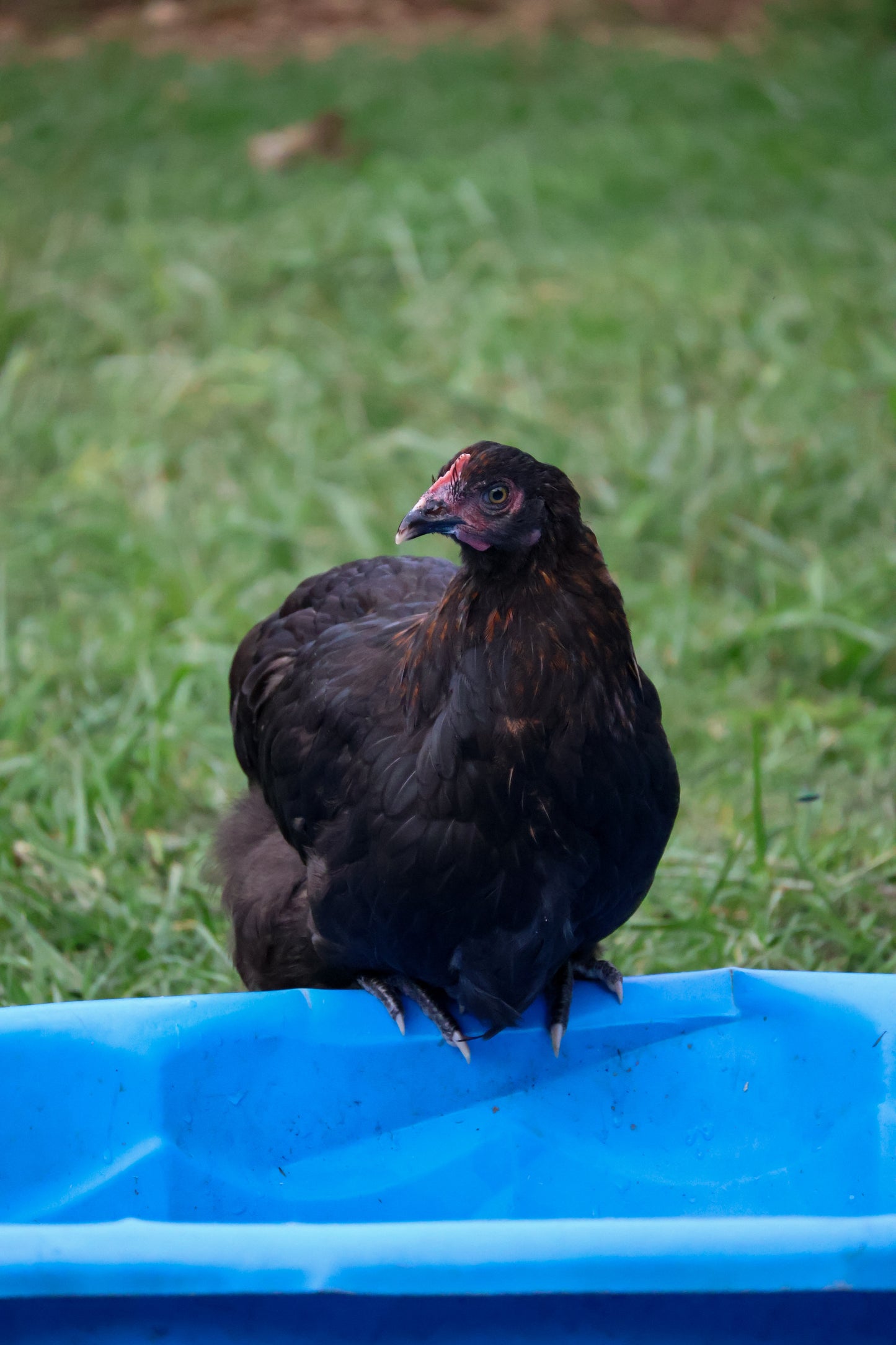 Black Copper Marans Hatching Eggs