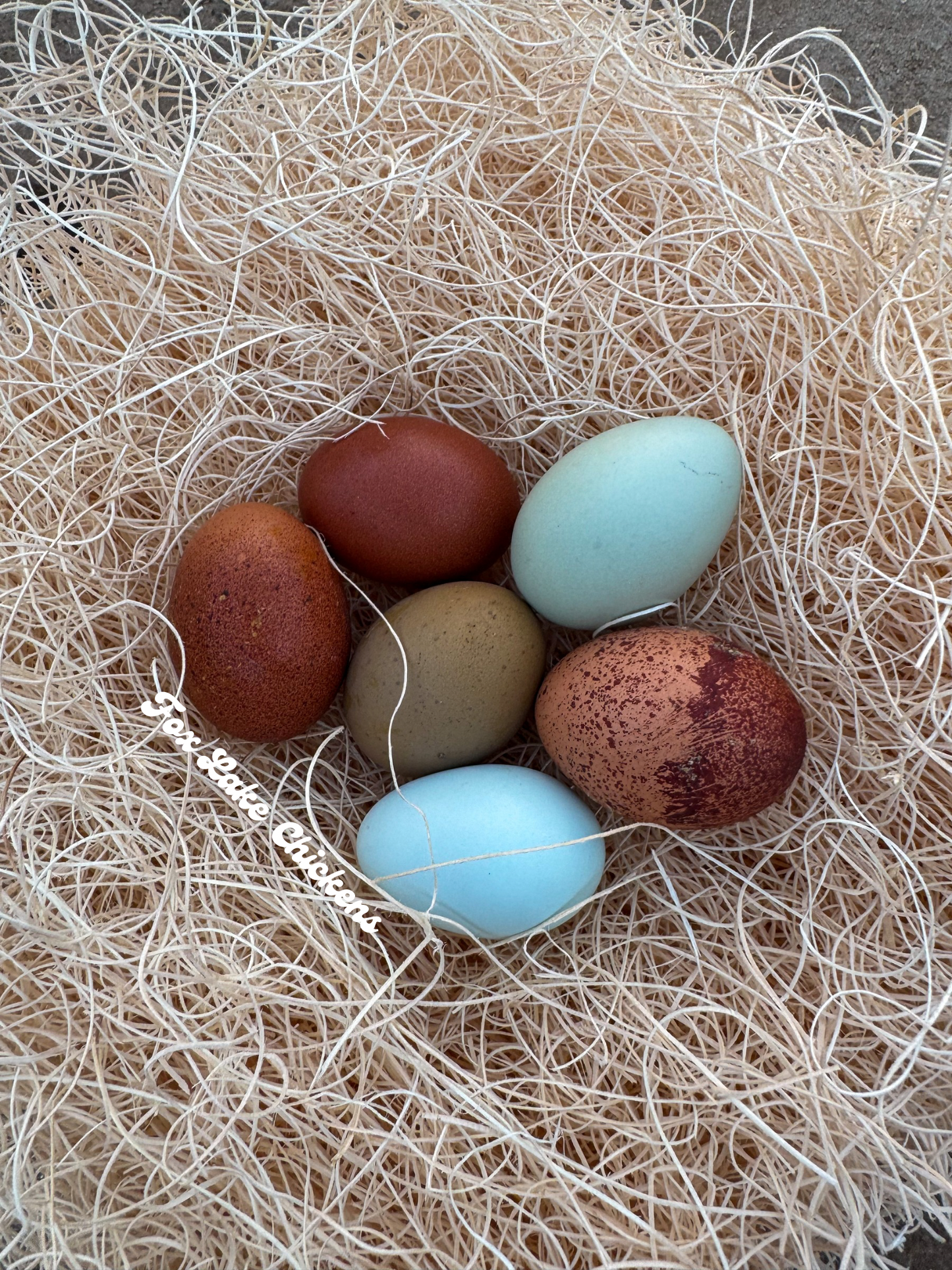 Mystery Assortment Hatching Eggs