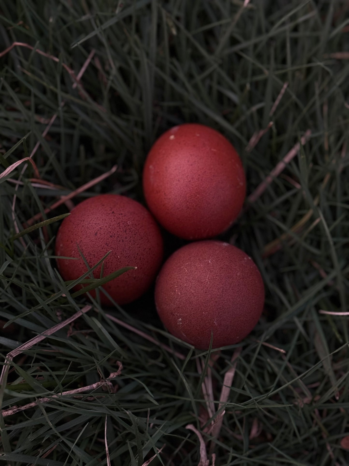 Black Copper Marans Chicks