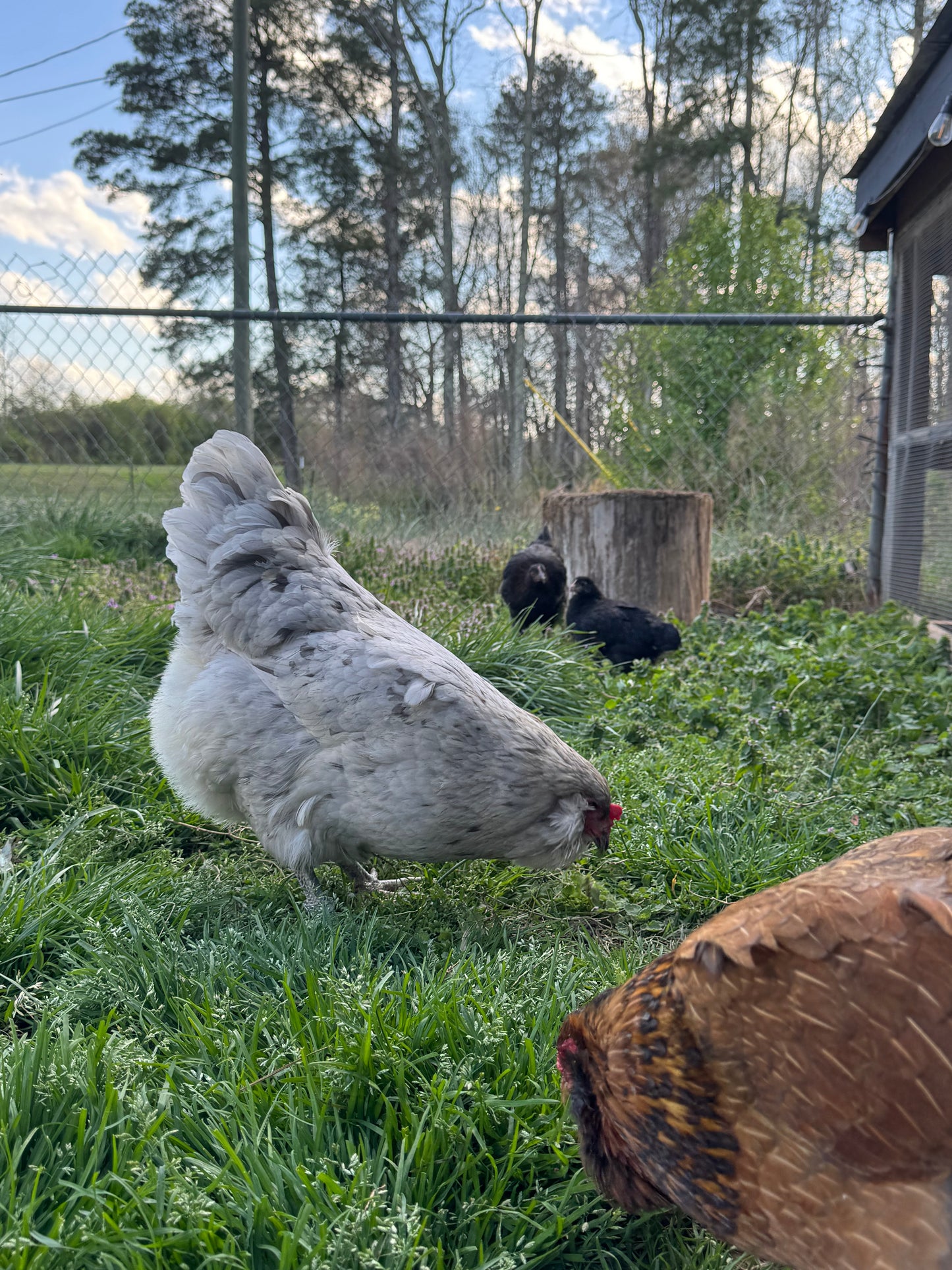 Easter Egger Hatching Eggs