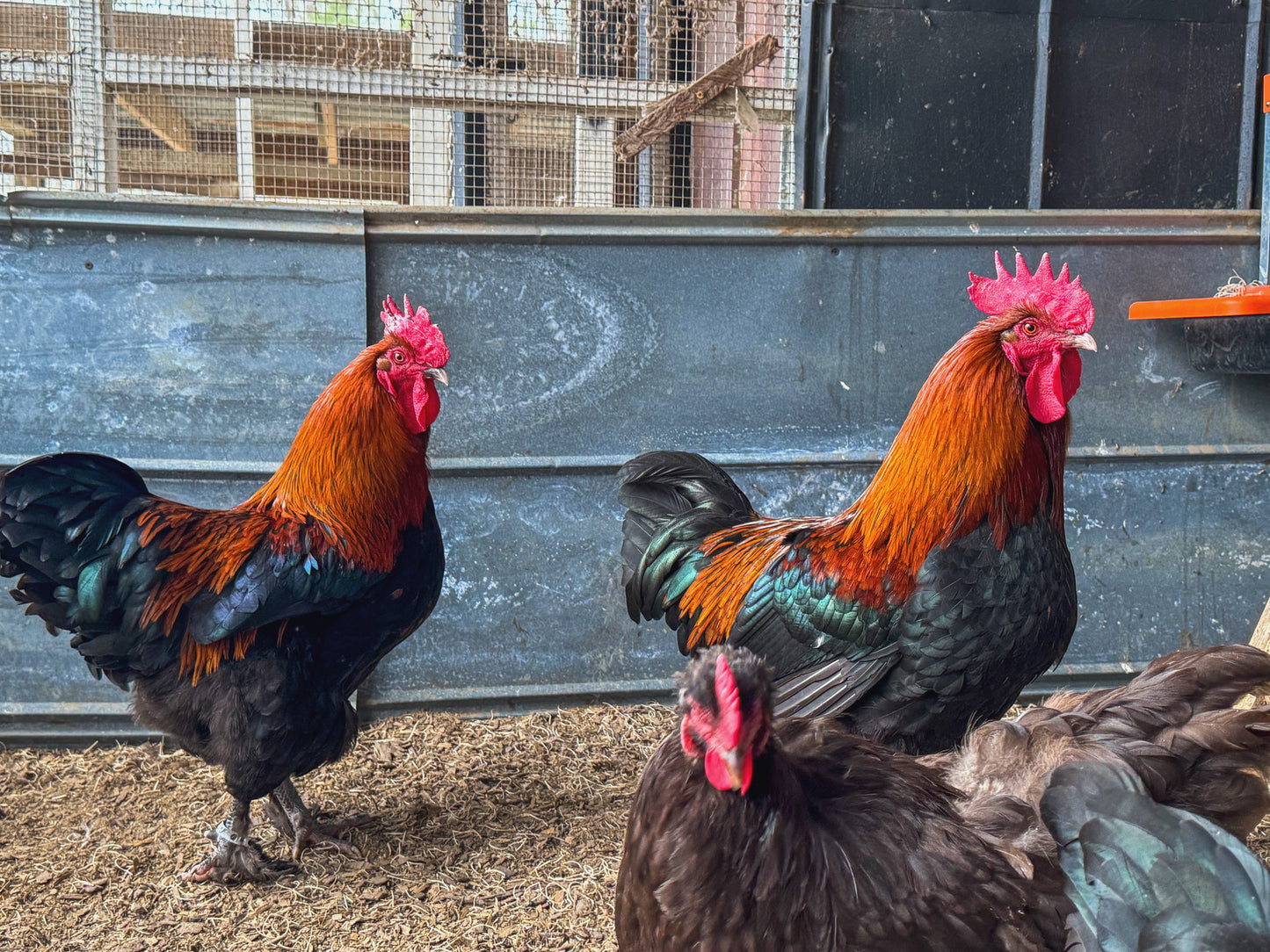 Black Copper Marans Chicks