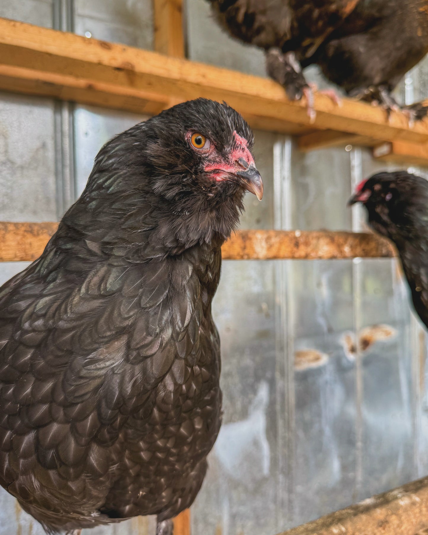 Olive Egger Chicks