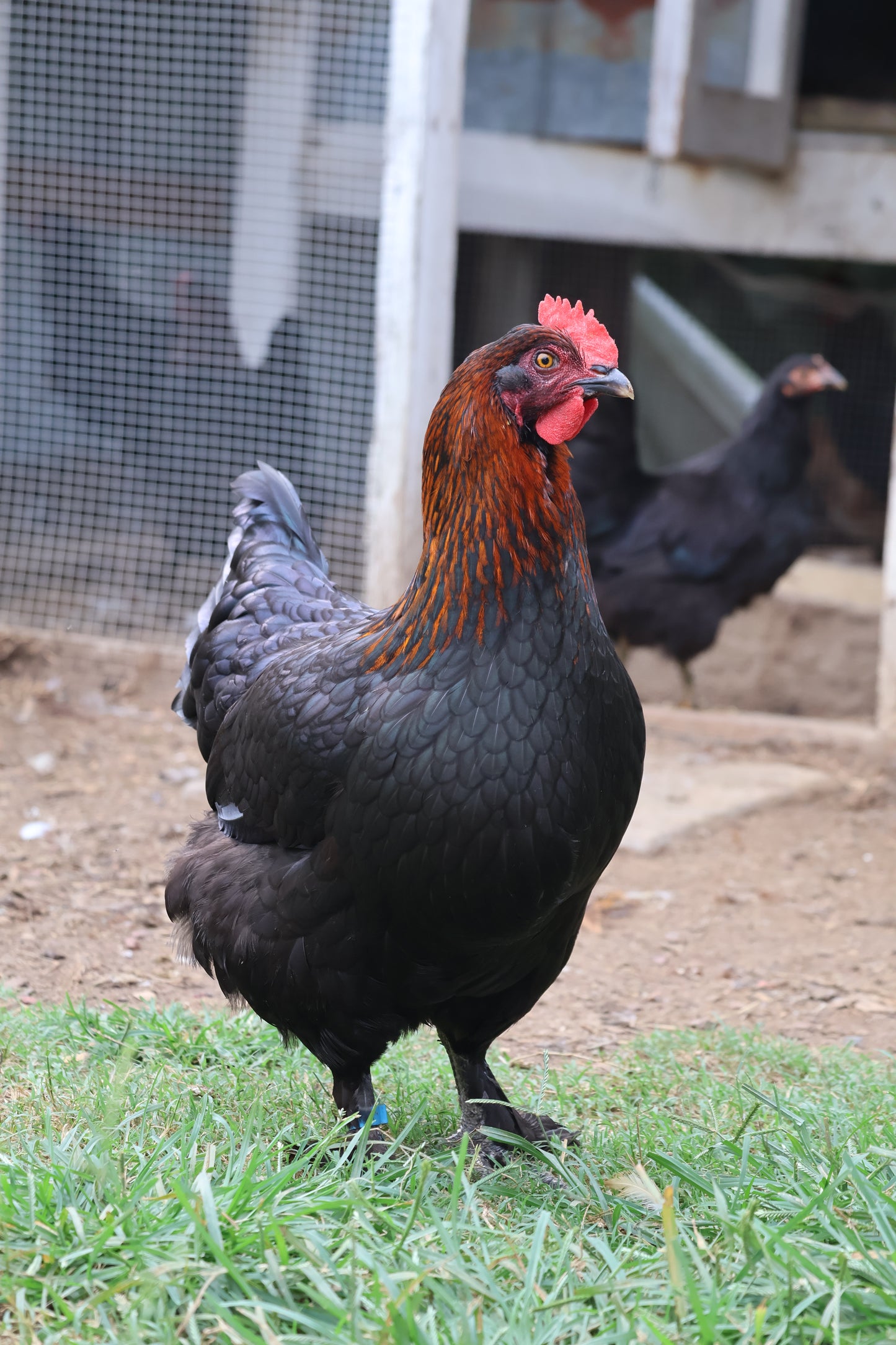 Black Copper Marans Chicks