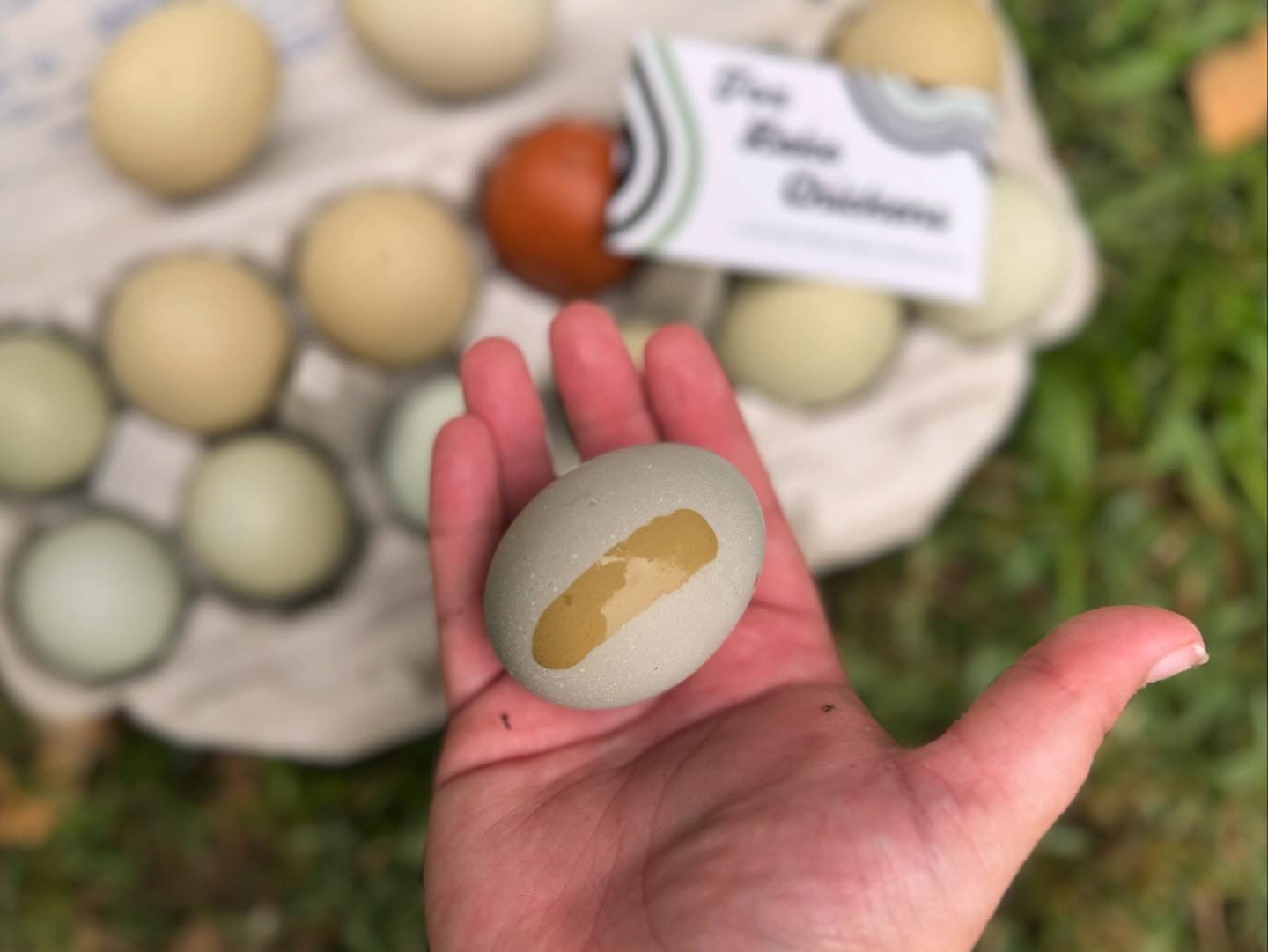 Olive Egger Chicks