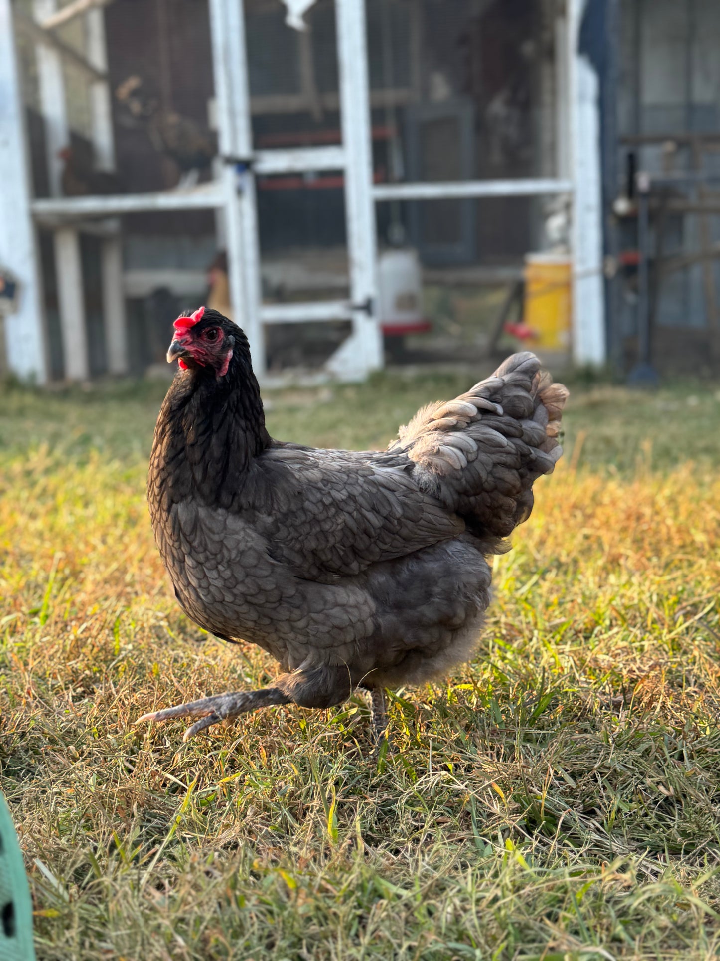 Olive Egger Chicks