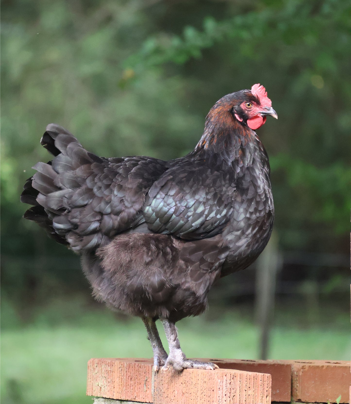Black Copper Marans Chicks