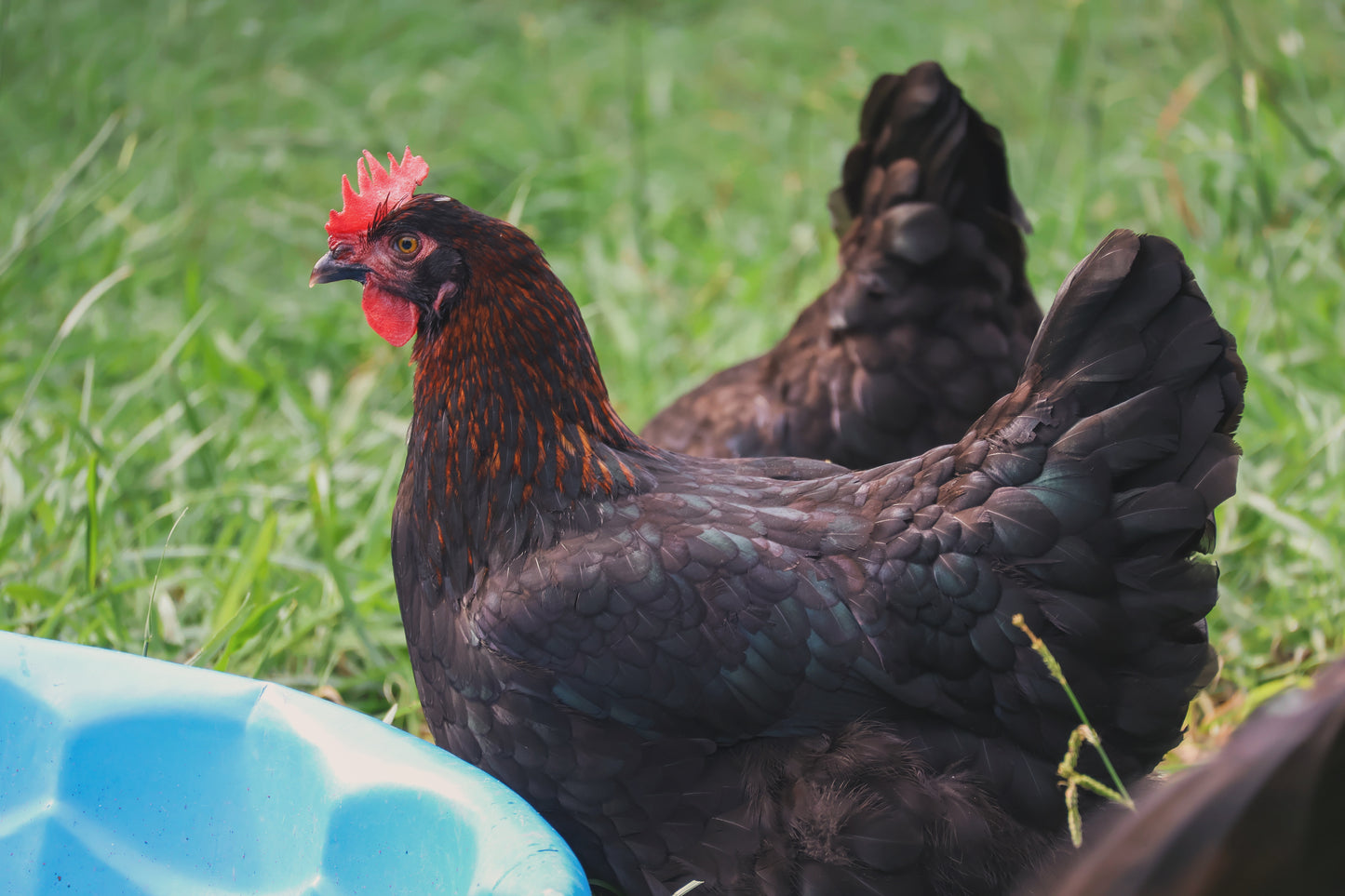 Black Copper Marans Hatching Eggs