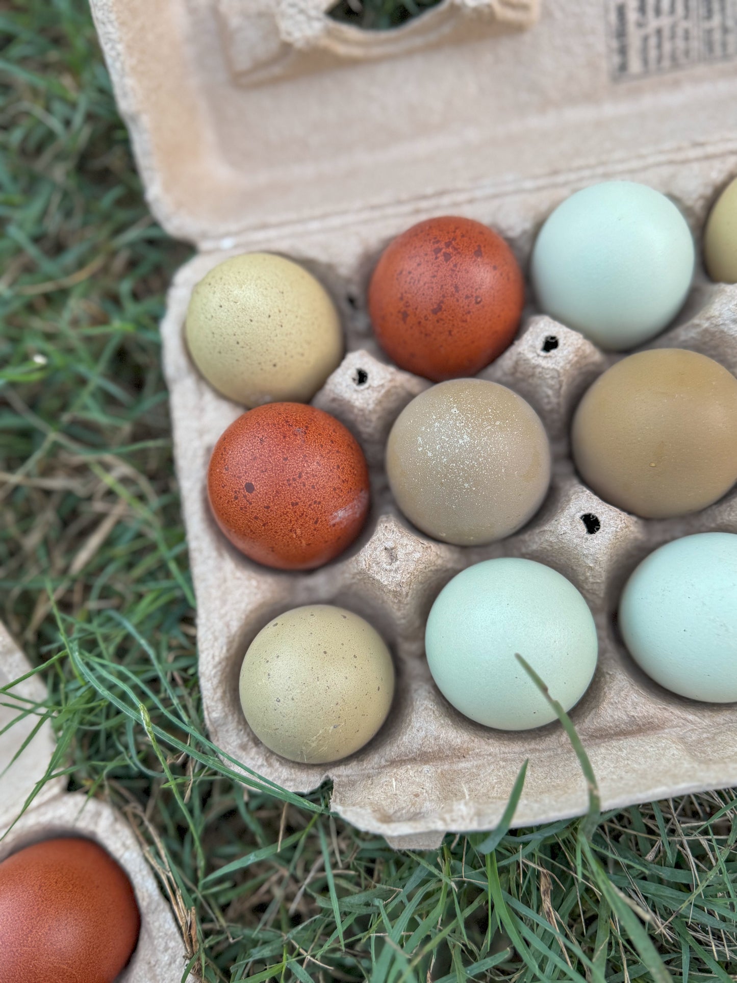 Mystery Assortment Hatching Eggs