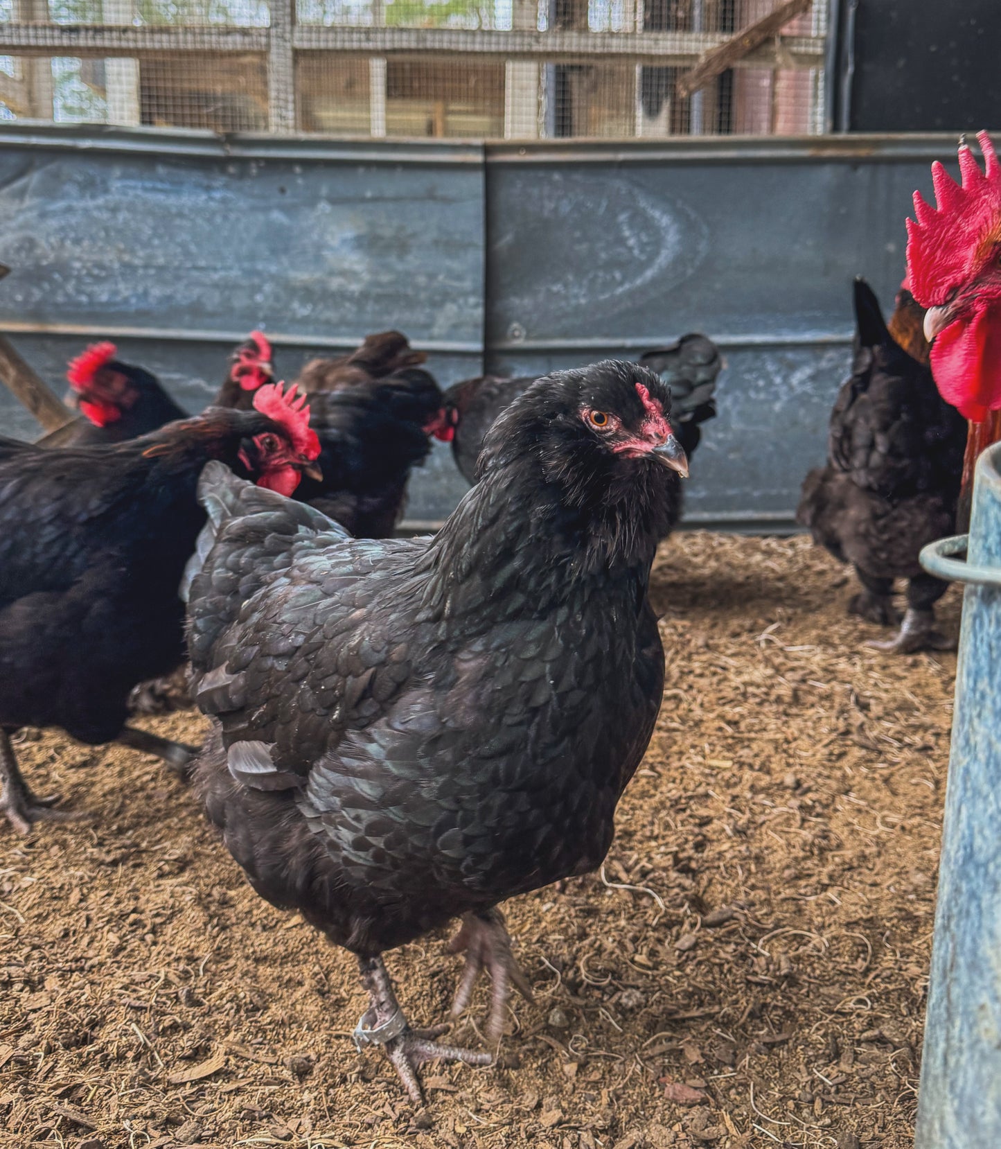 Olive Egger Chicks