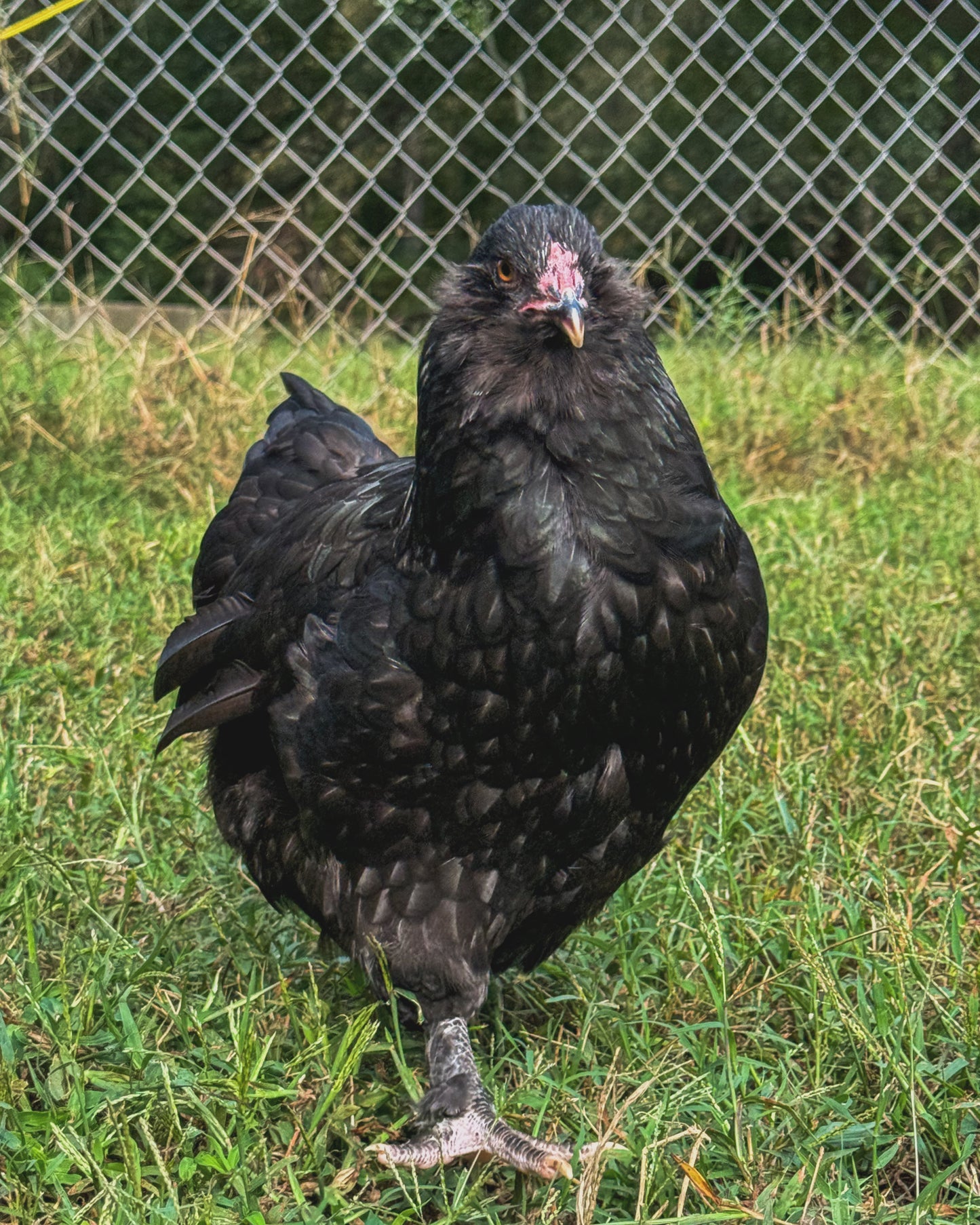 Olive Egger Chicks