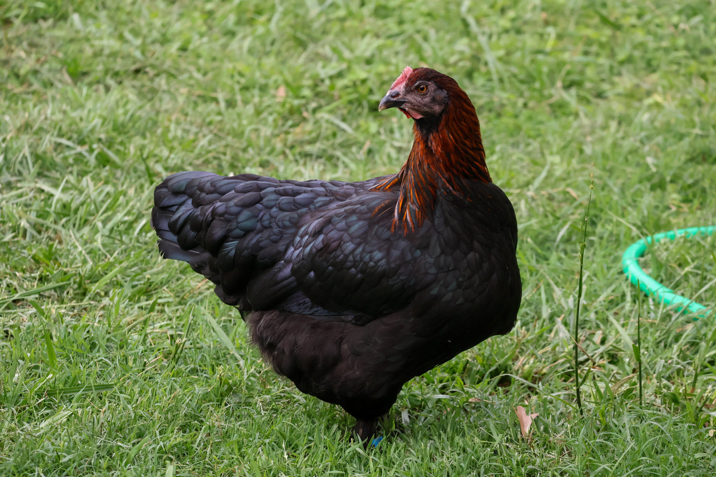 Black Copper Marans Hatching Eggs