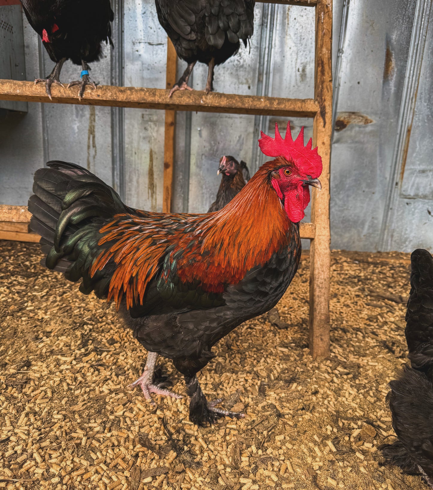Black Copper Marans Chicks
