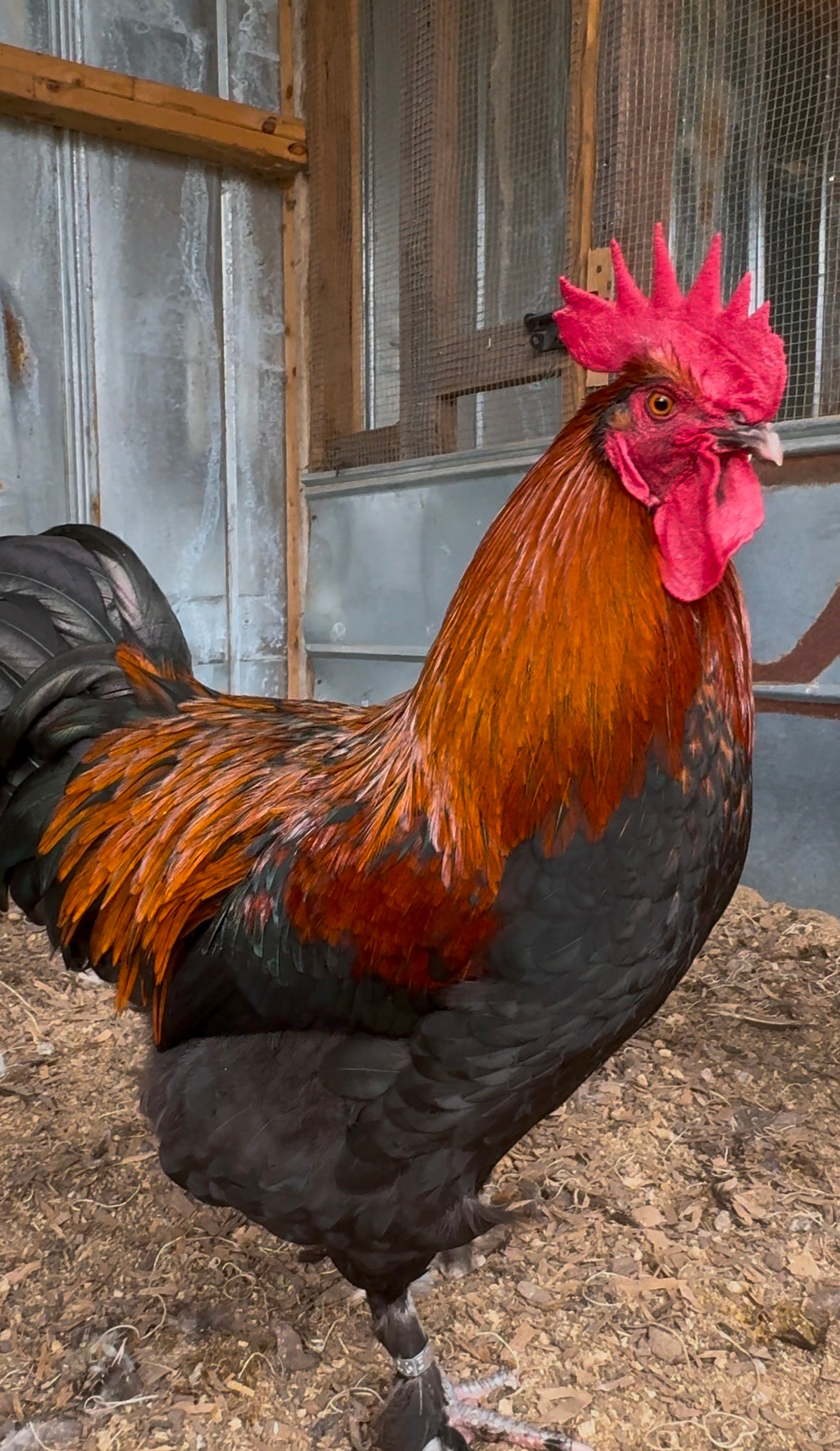 Black Copper Marans Chicks
