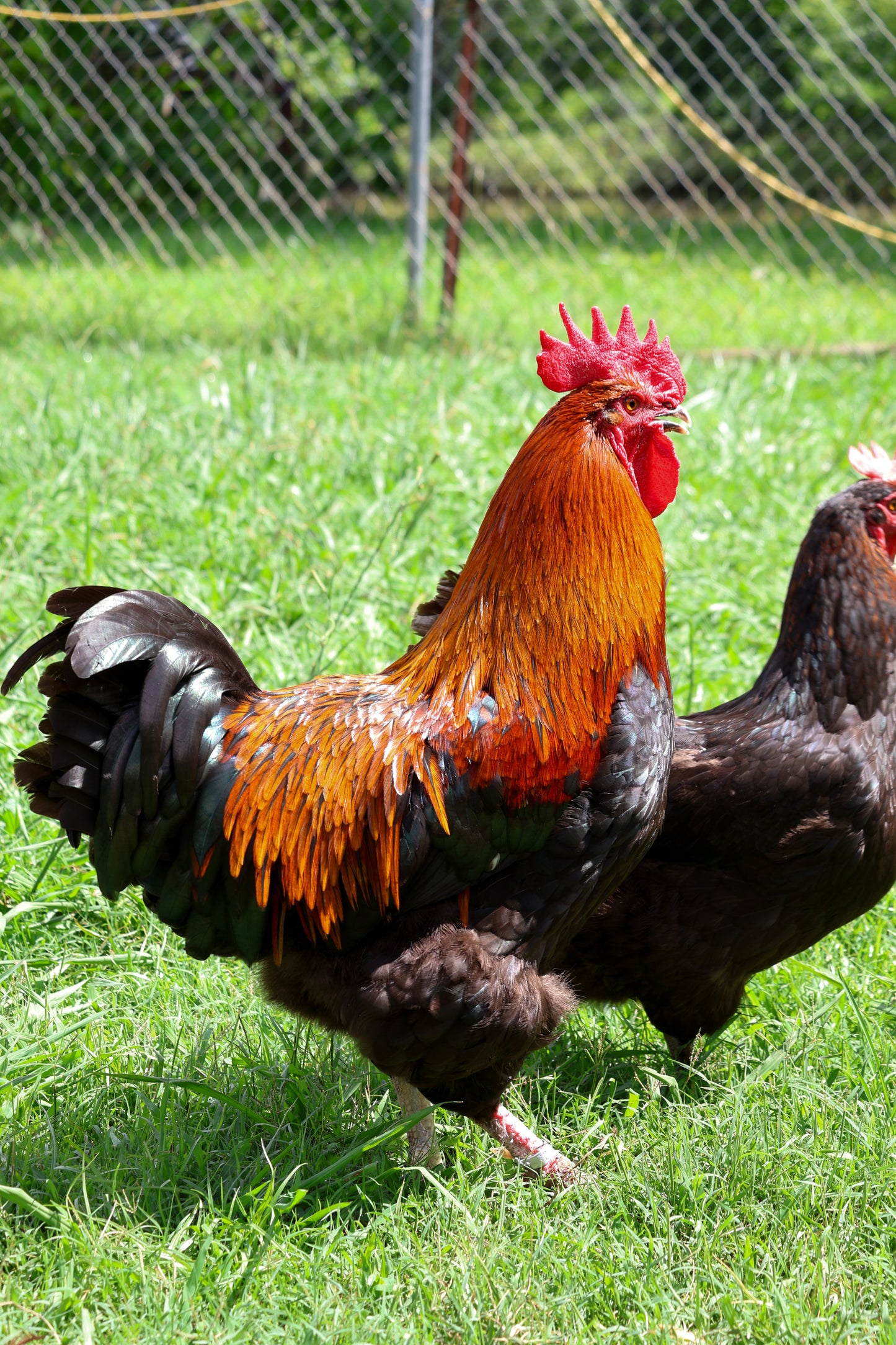 Black Copper Marans Hatching Eggs
