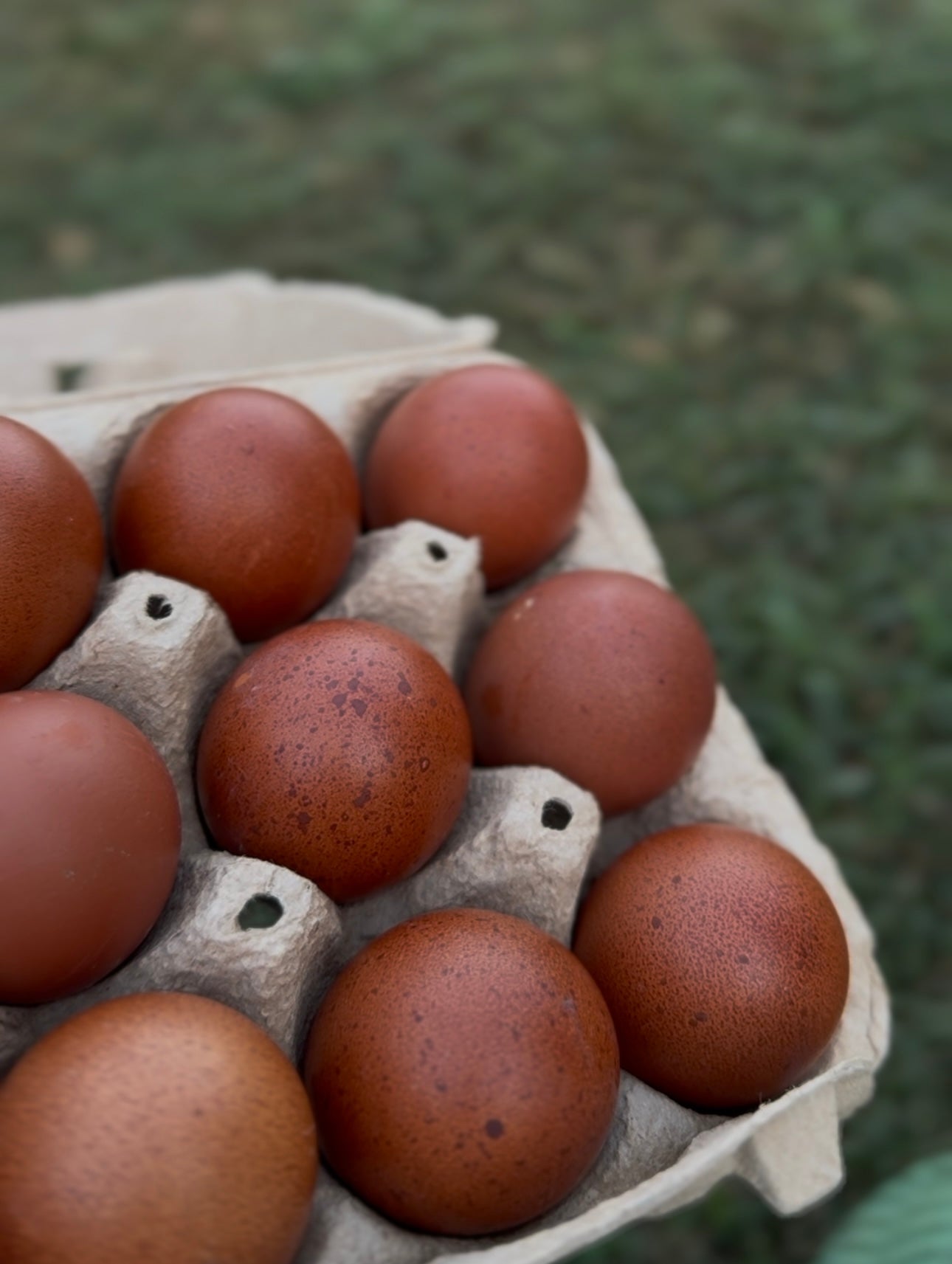 Black Copper Marans Hatching Eggs