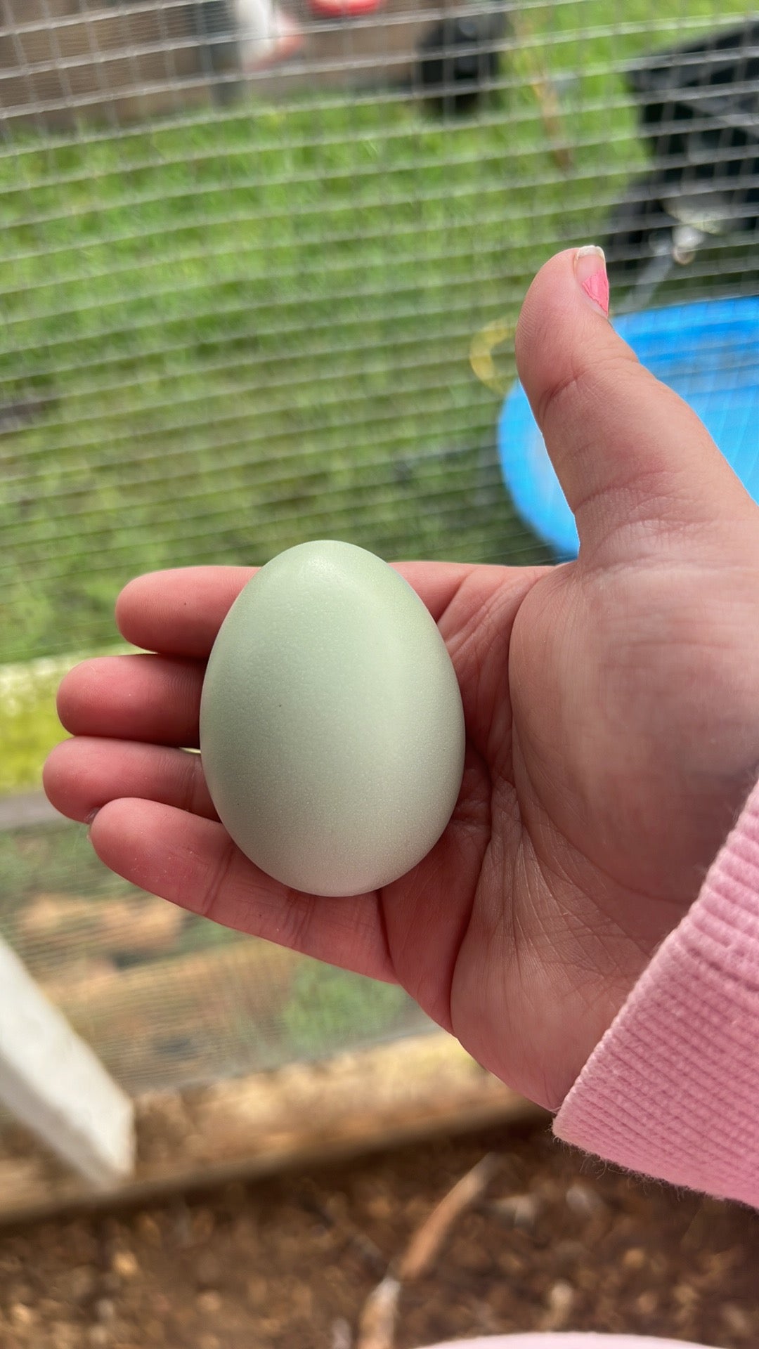 Easter Egger Hatching Eggs