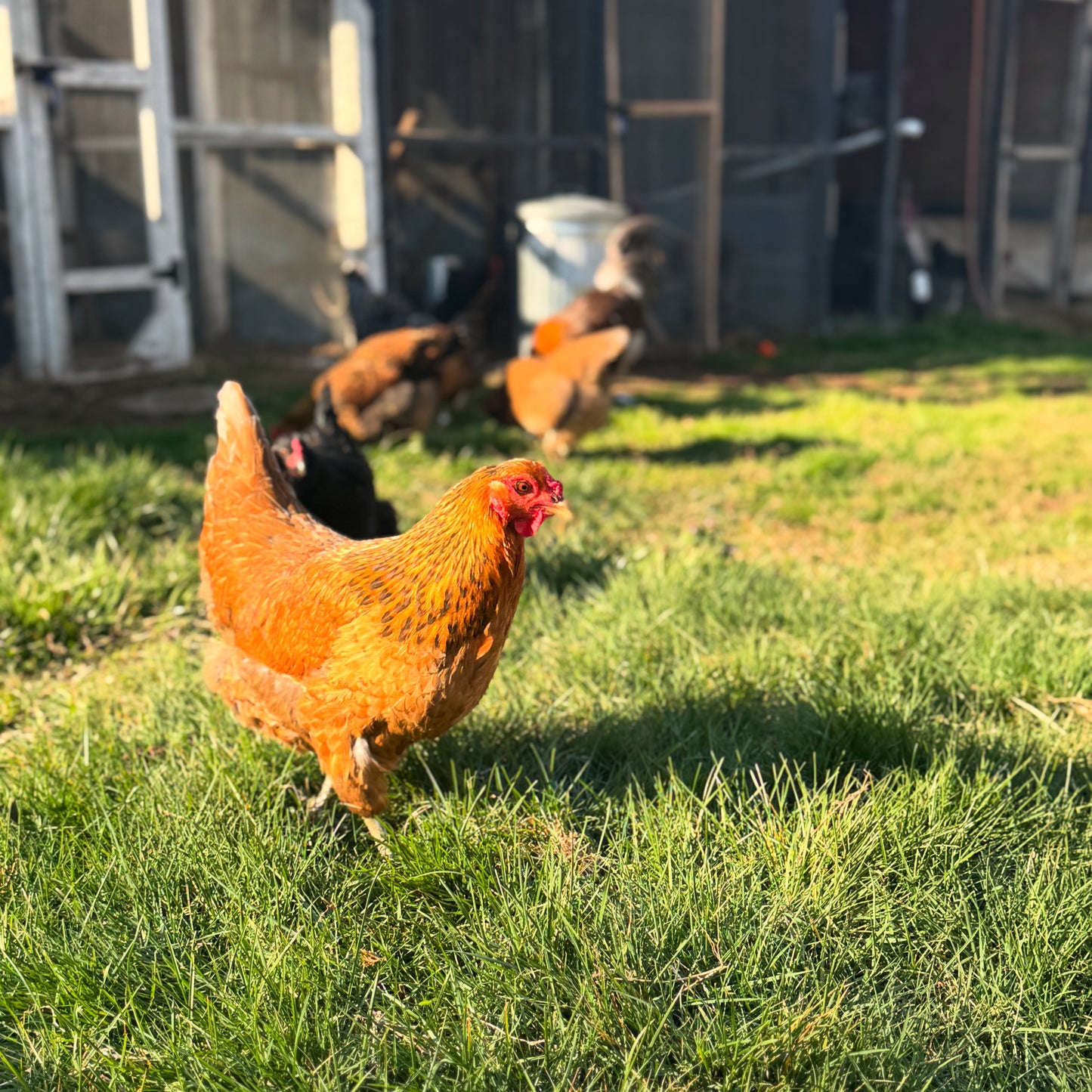 Easter Egger Hatching Eggs