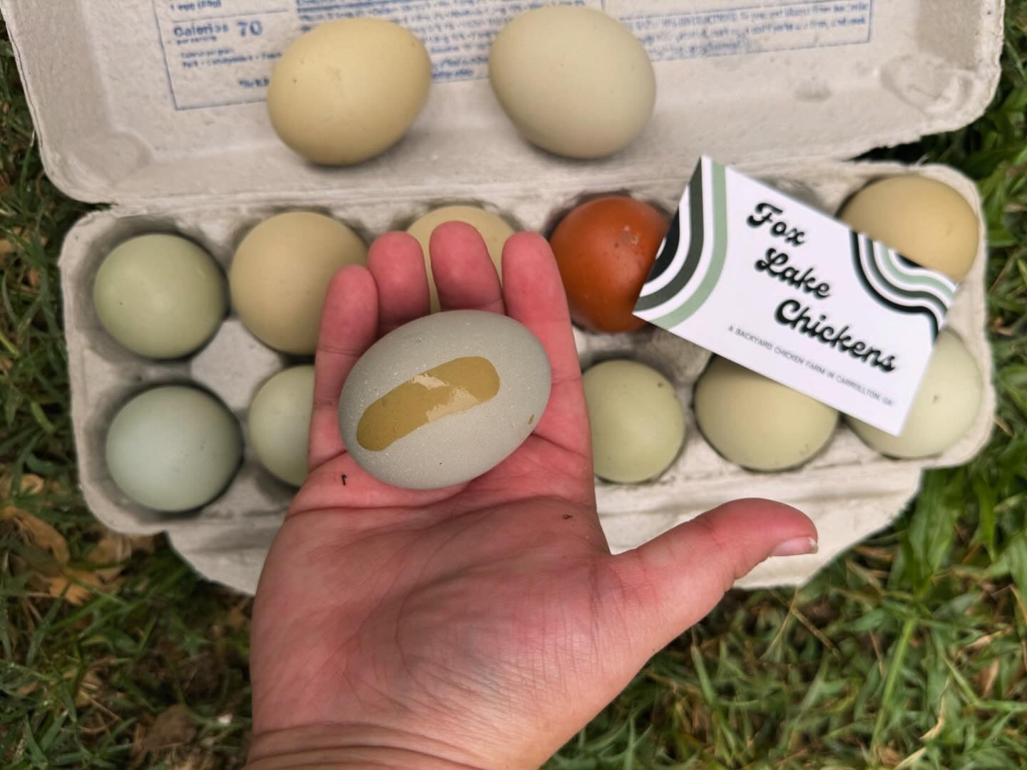 Olive Egger Hatching Eggs