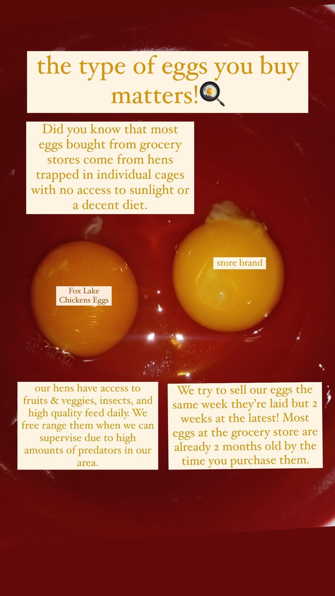 Eating Eggs