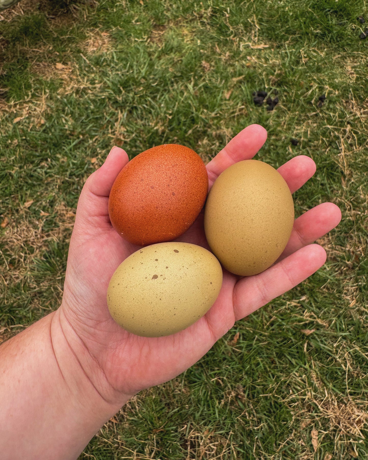 Olive Egger Chicks