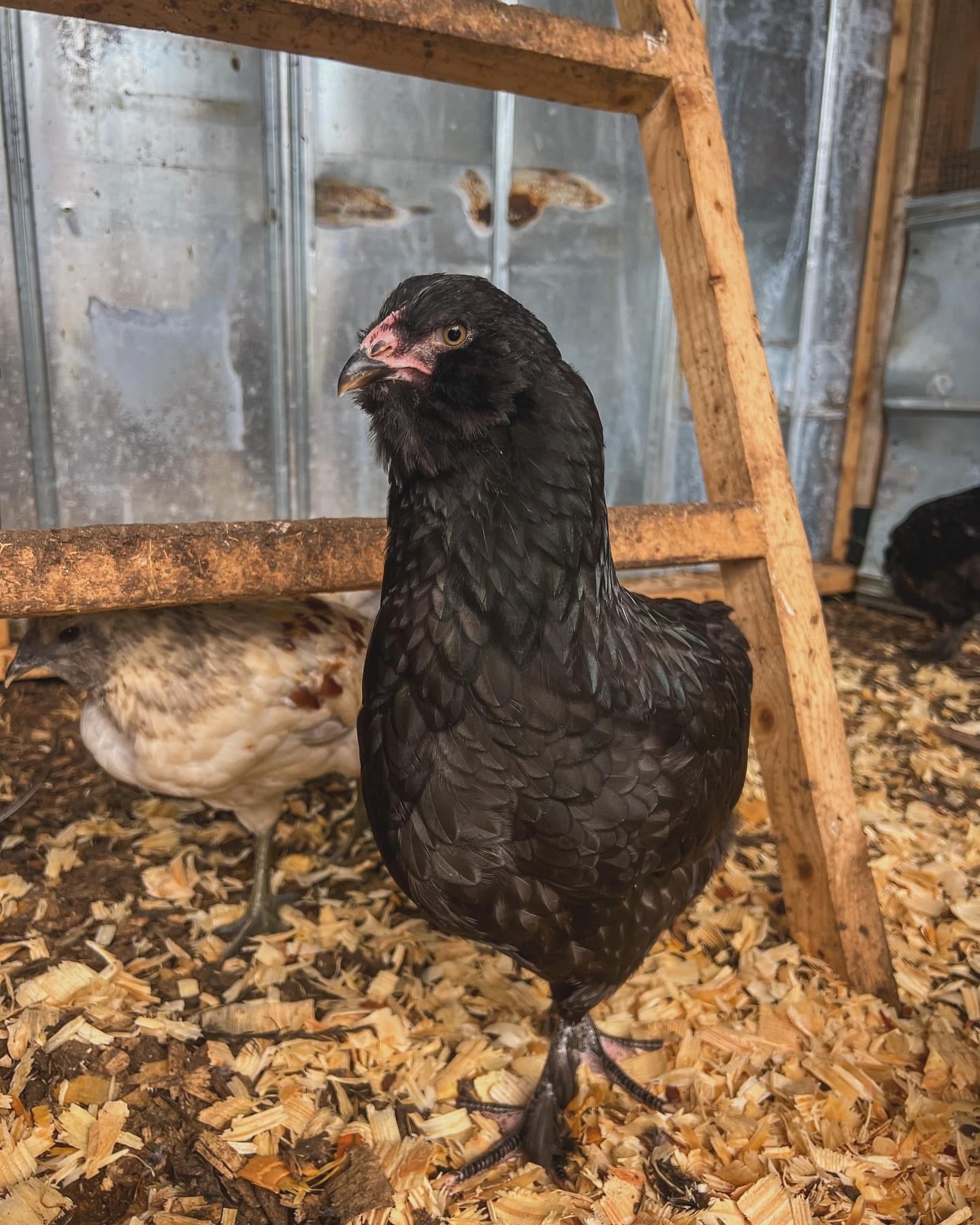 Olive Egger Chicks