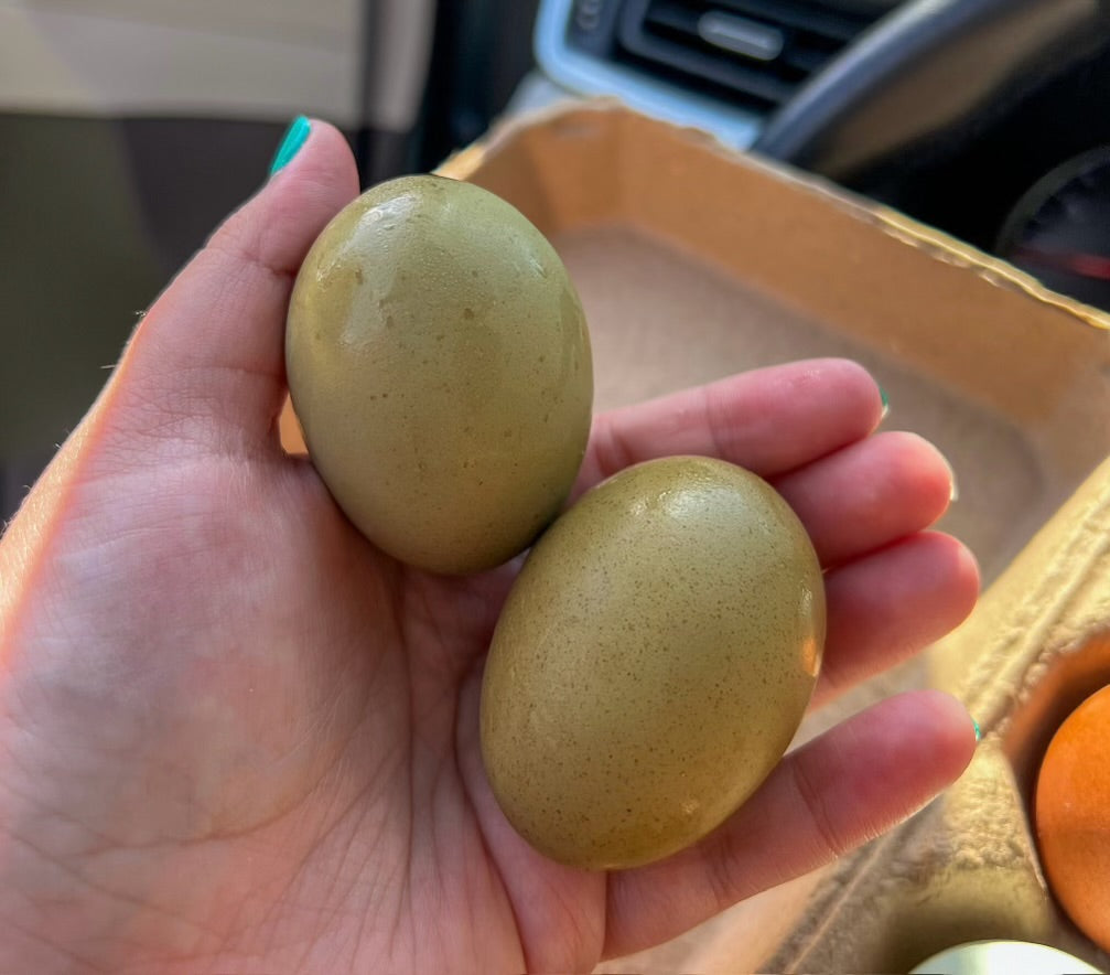 Olive Egger Chicks