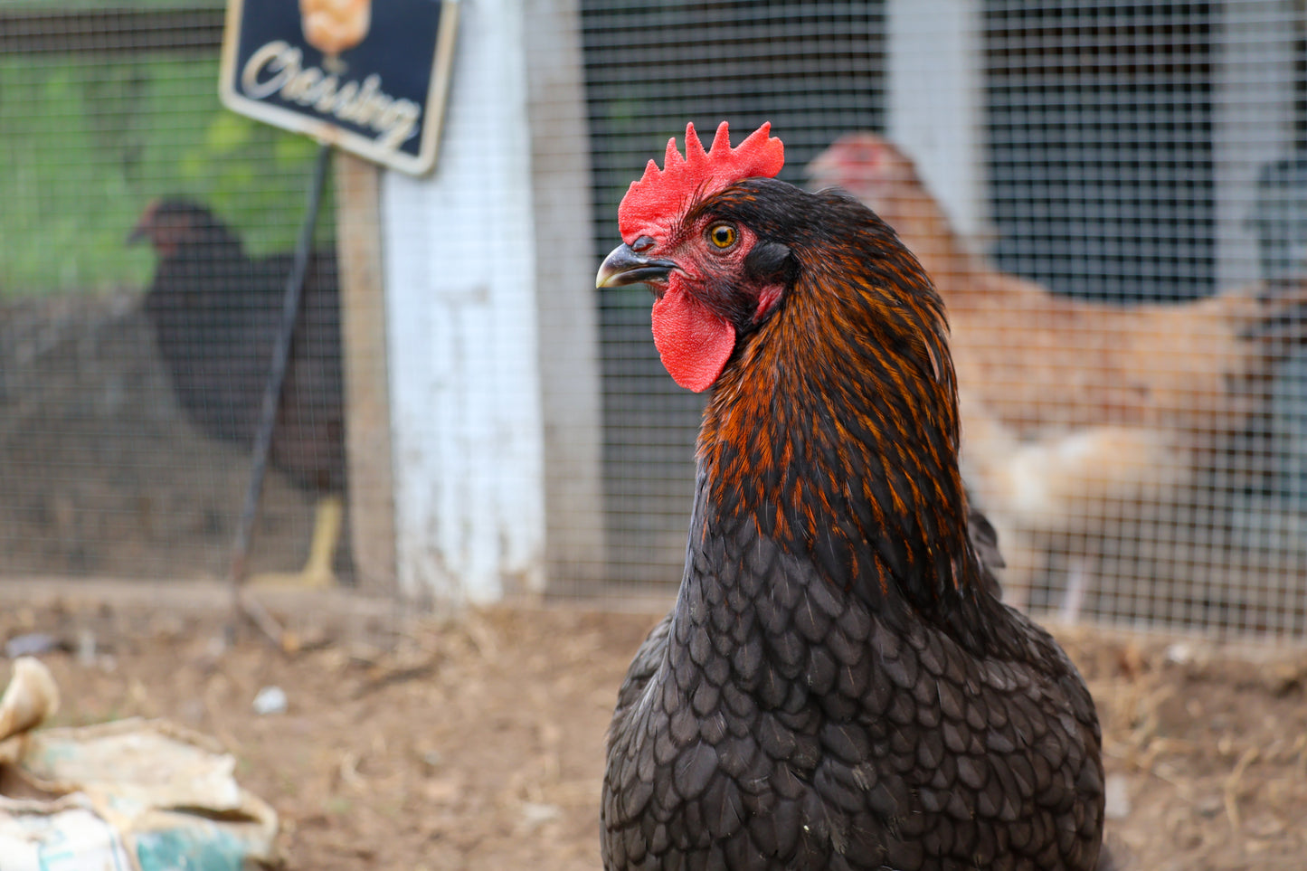 Black Copper Marans Chicks