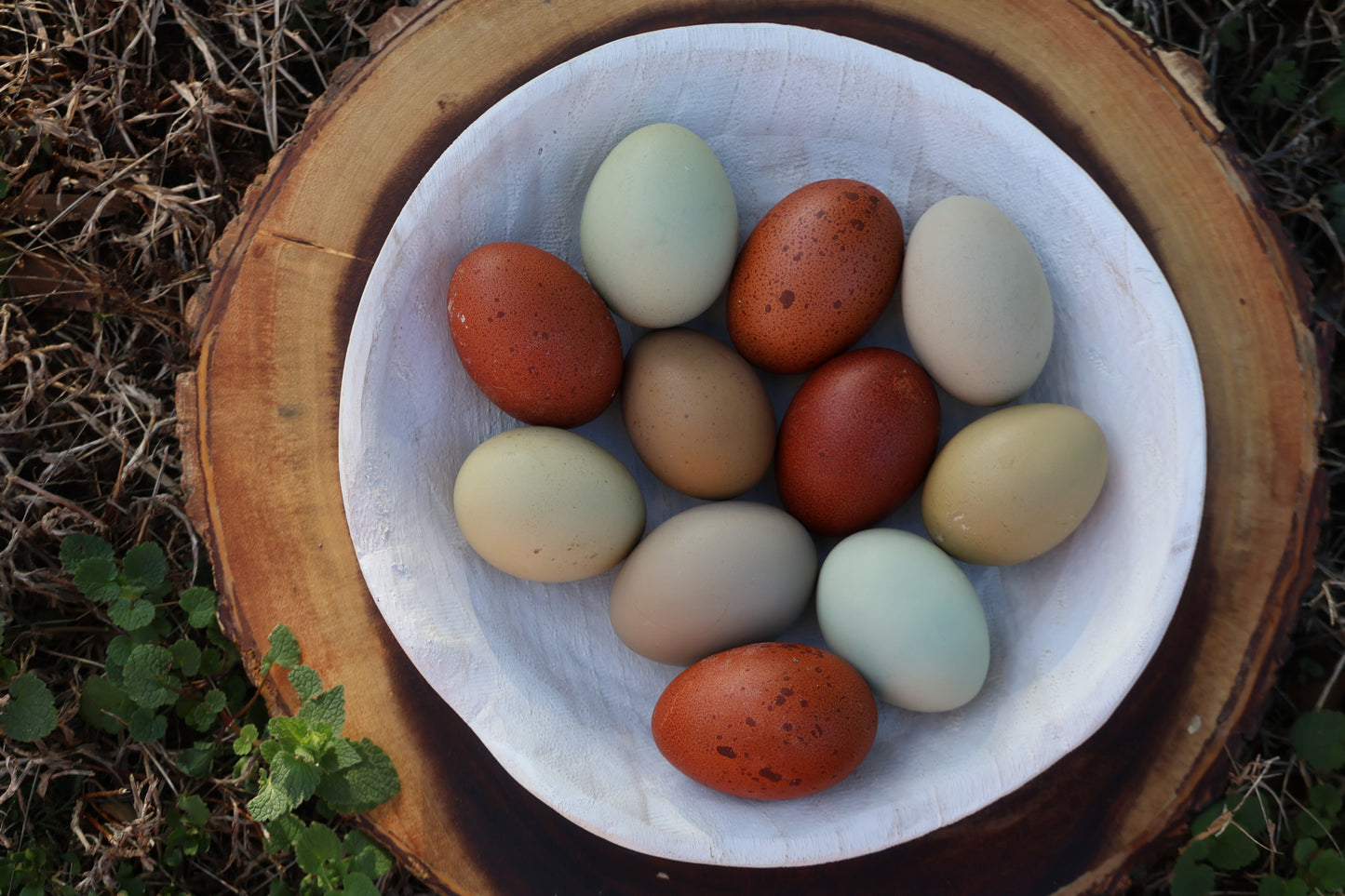 Rainbow Egger Chicks