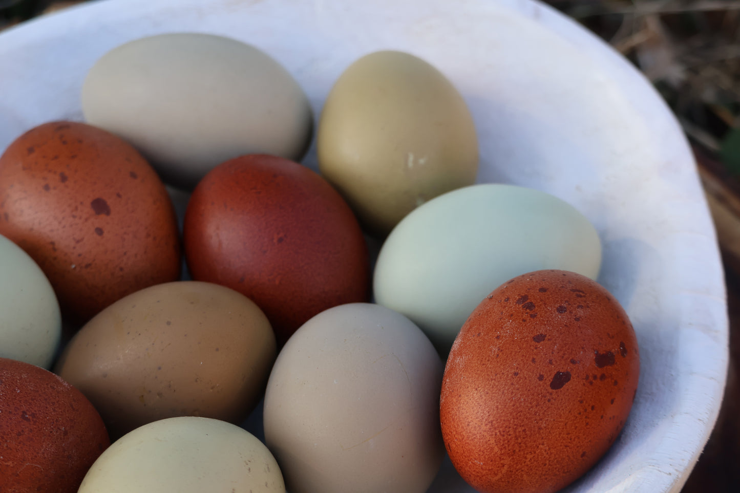 Rainbow Assortment Hatching Eggs