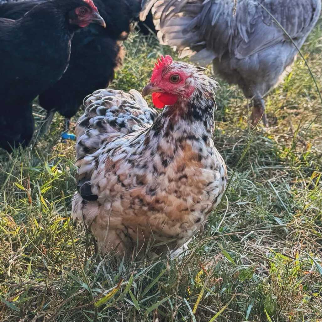 Bantam Cochin Hatching Eggs