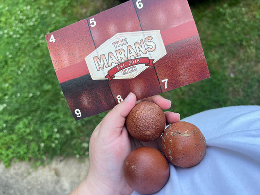 Black Copper Marans Hatching Eggs