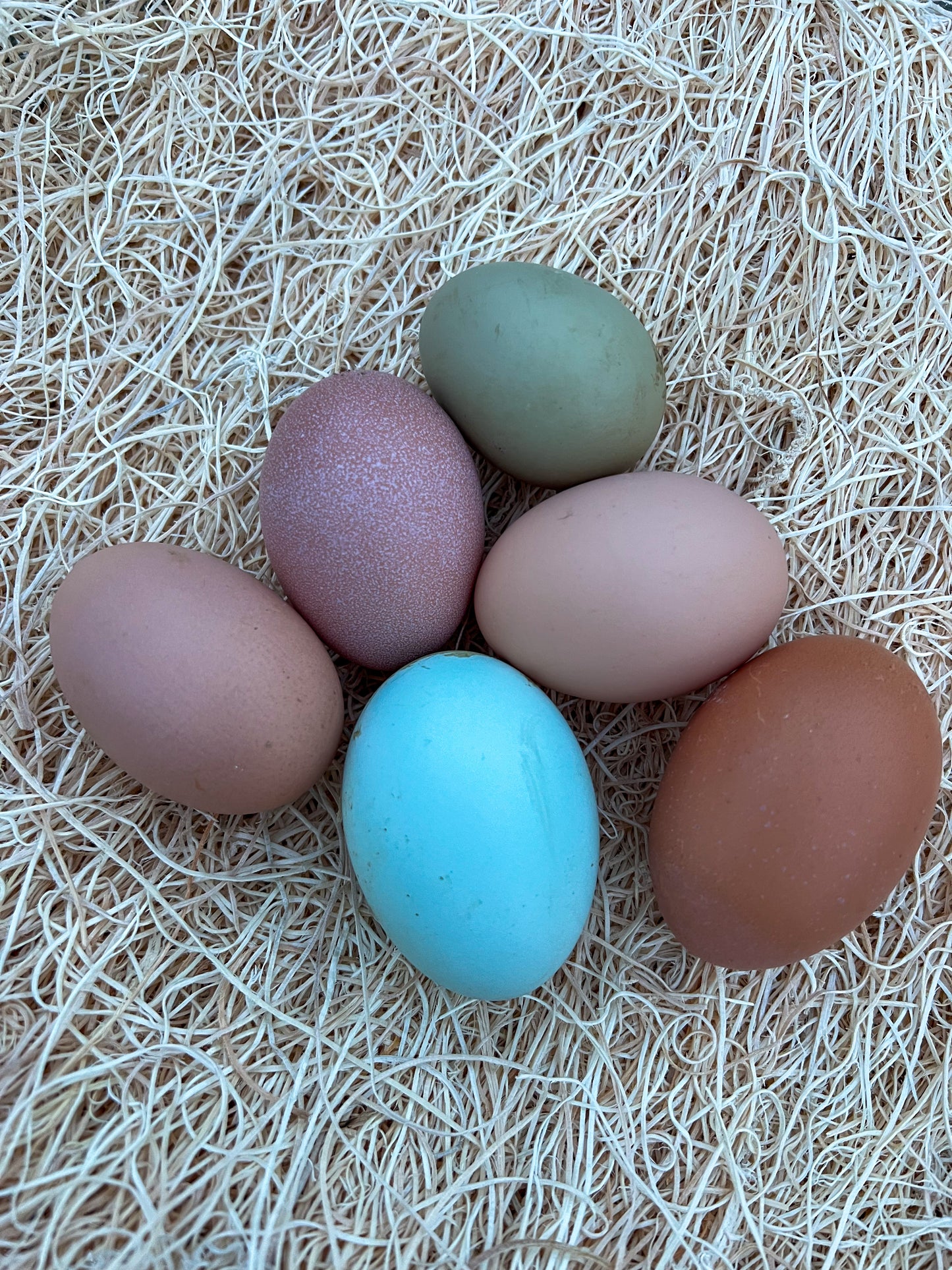 Mystery Assortment Hatching Eggs