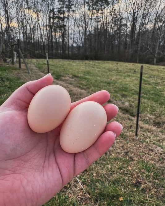Bantam Cochin Hatching Eggs