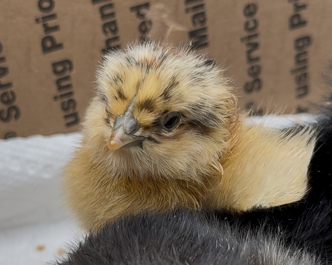 Rainbow Egger Chicks