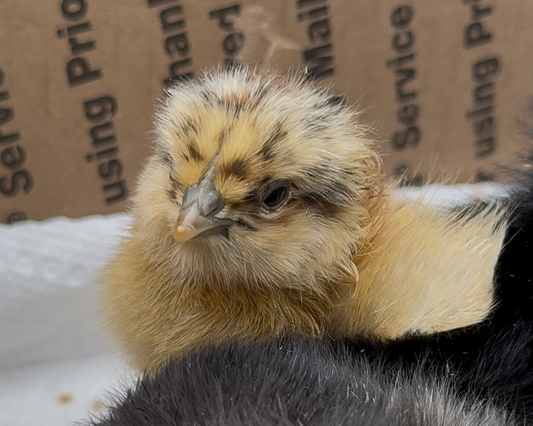 Rainbow Egger Chicks