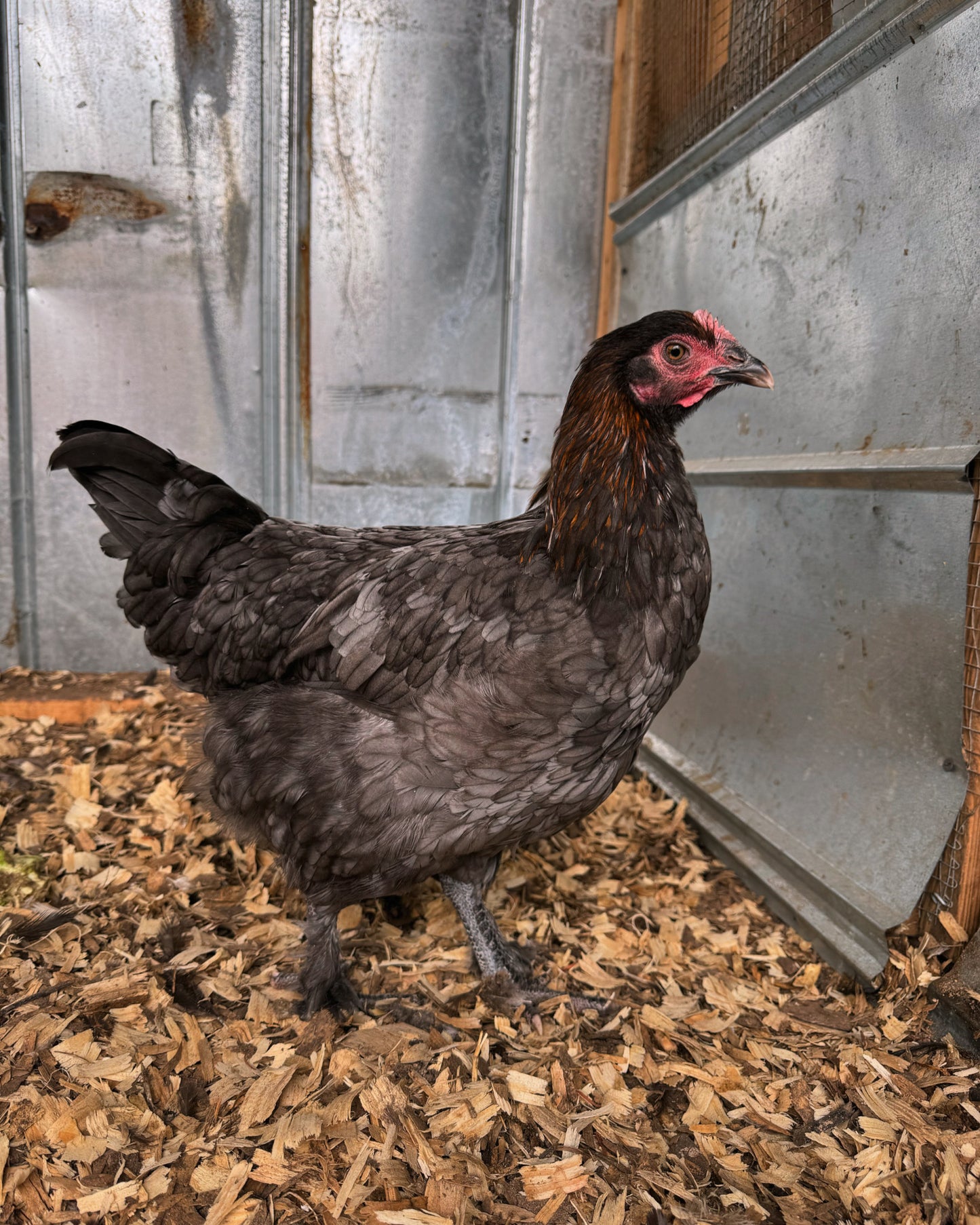 Black Copper Marans Hatching Eggs