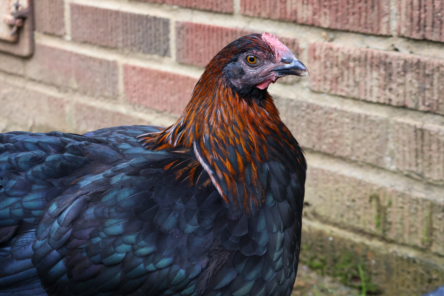 Black Copper Marans Hatching Eggs