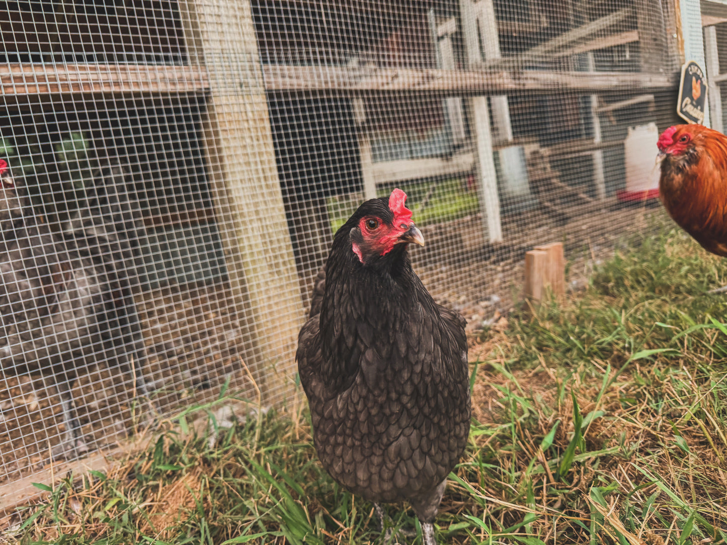 Olive Egger Hatching Eggs