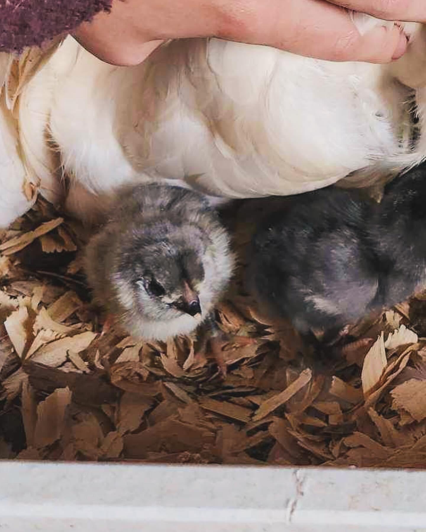 Mystery Chick Bundle