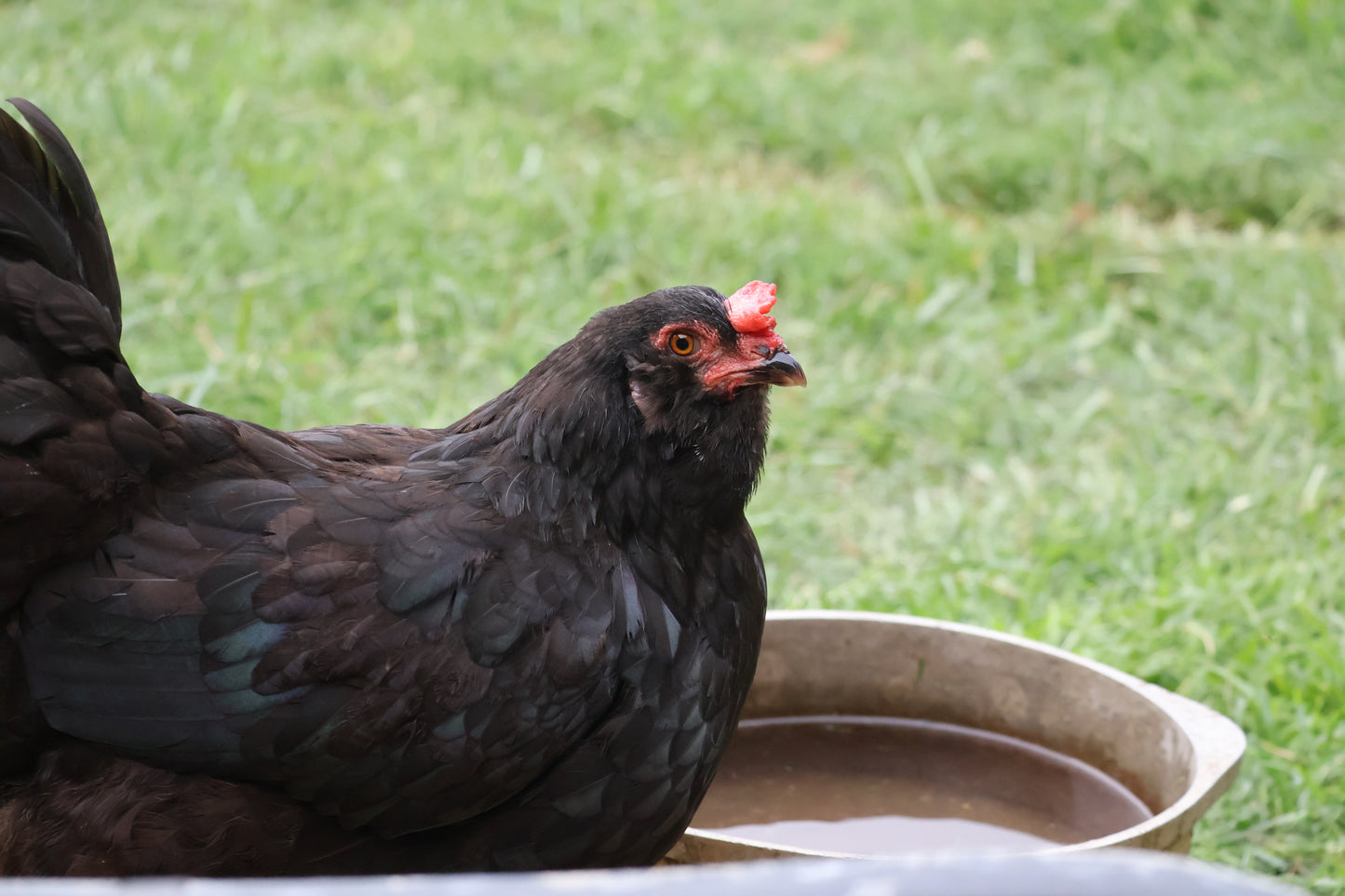 Mystery Assortment Hatching Eggs