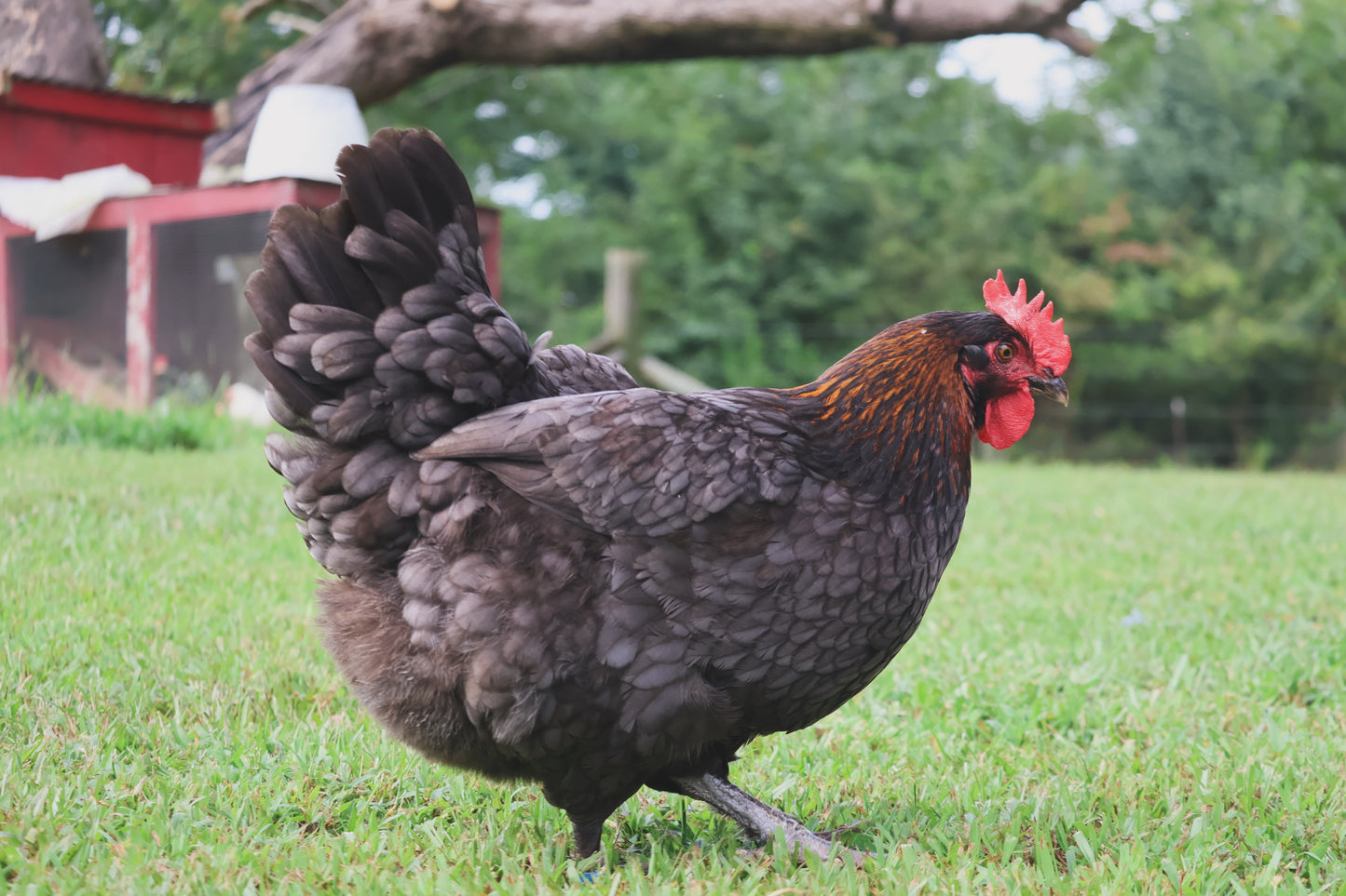 Black Copper Marans Hatching Eggs