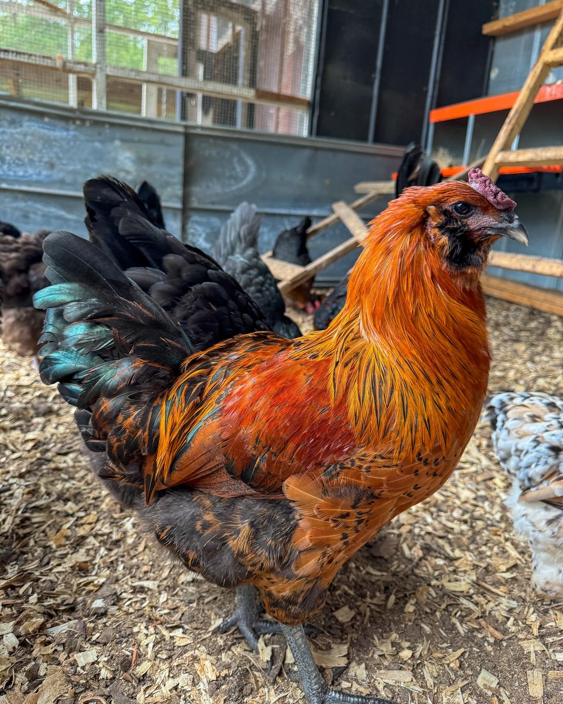 Fox Lake Chickens