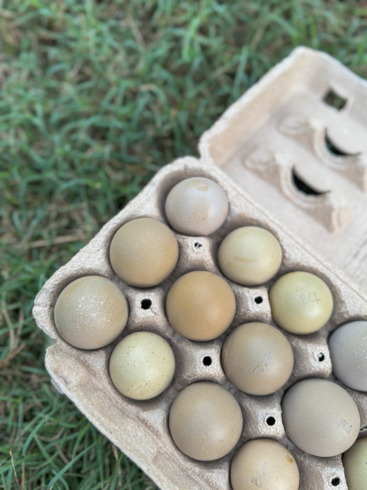 Olive Egger Hatching Eggs