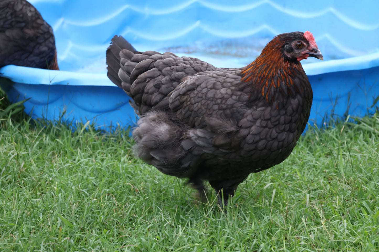 Black Copper Marans Hatching Eggs