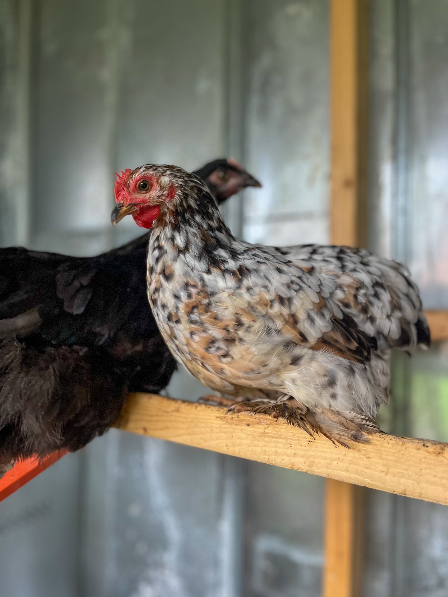 Bantam Cochin Hatching Eggs