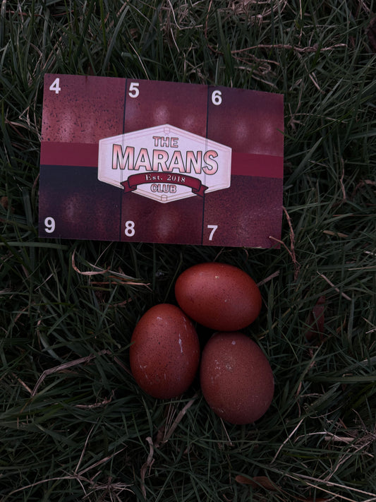 Black Copper Marans Hatching Eggs