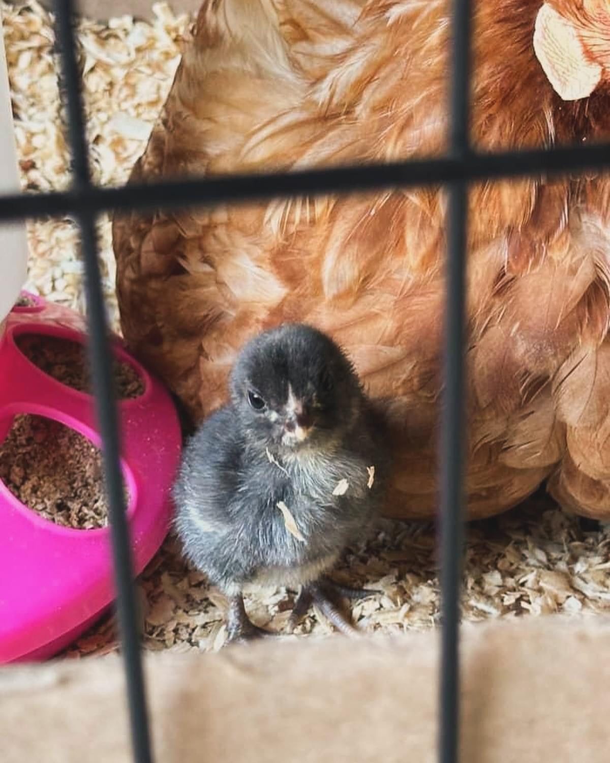 Mystery Chick Bundle