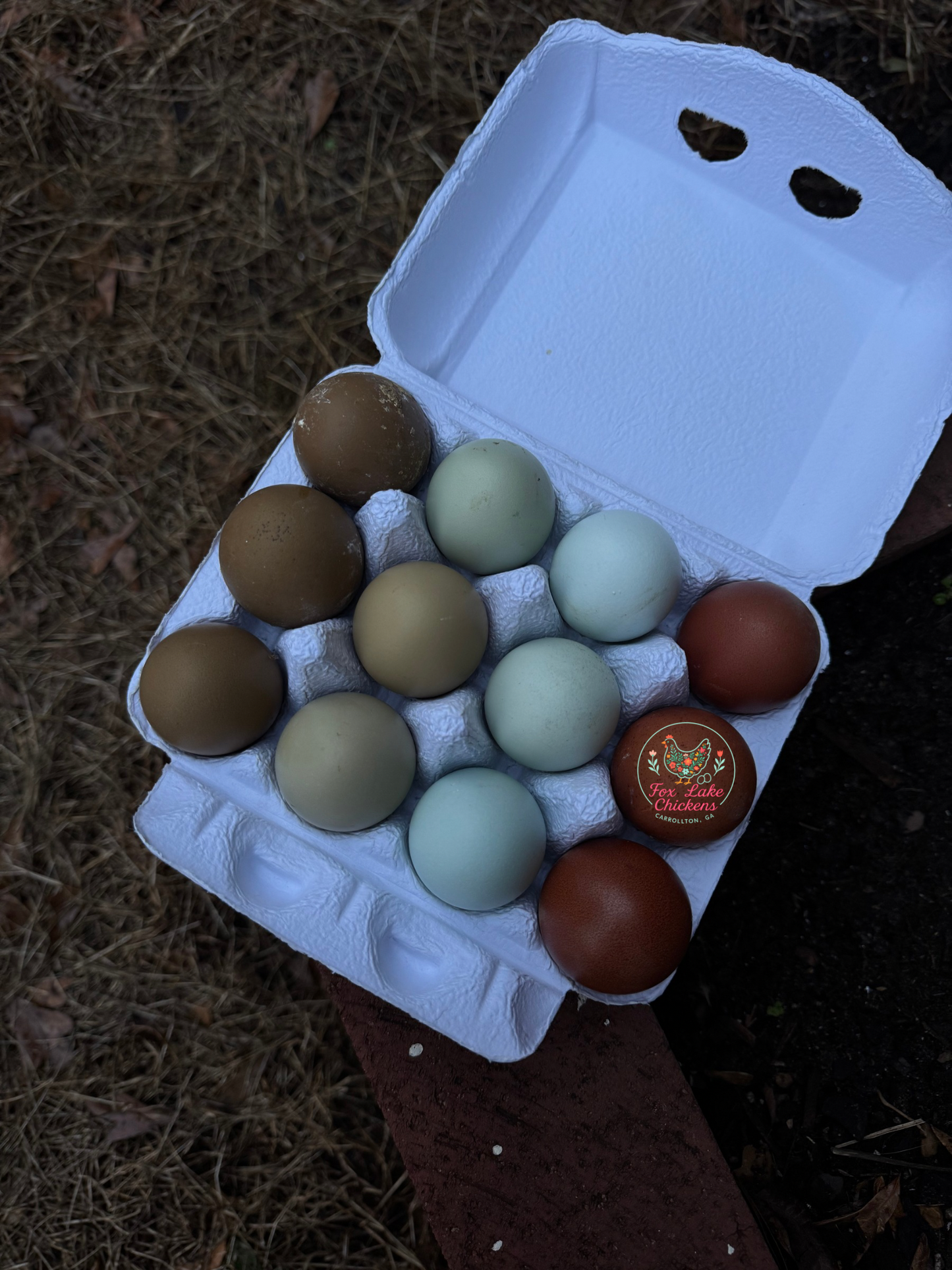 Black Copper Marans Hatching Eggs