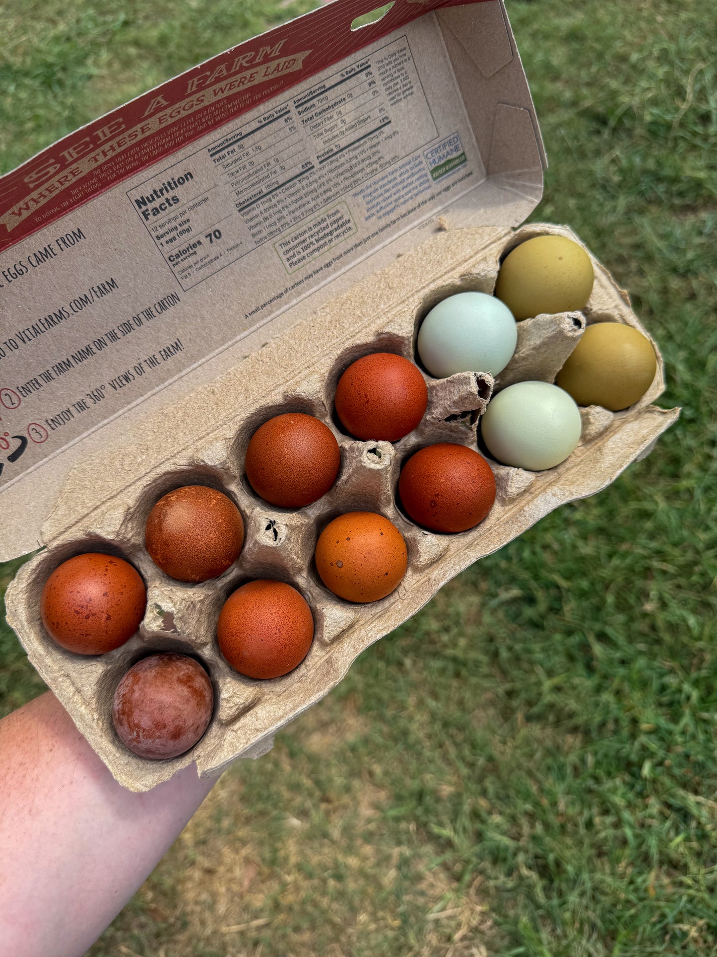 Mystery Assortment Hatching Eggs