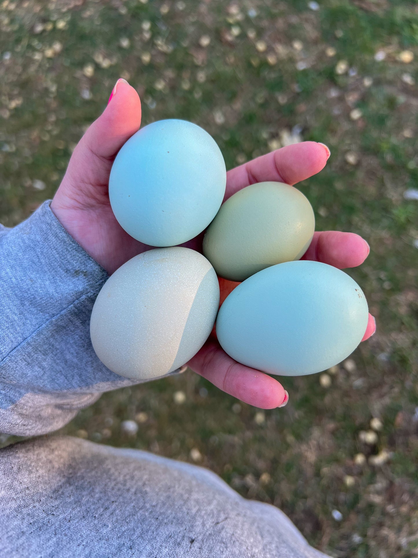 Rainbow Egger Chicks